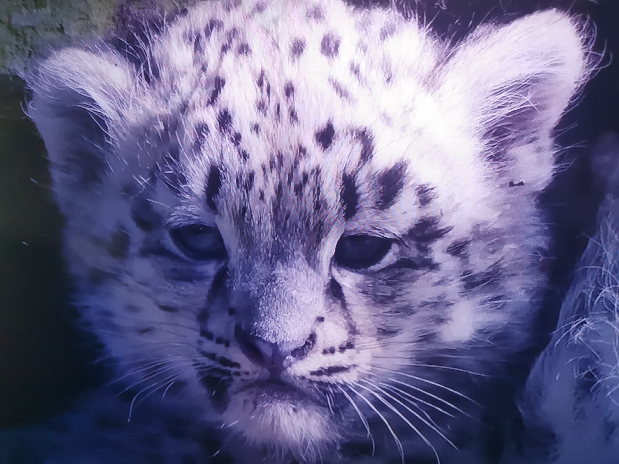 The image is a close-up of a snow leopard cub's face. The cub has soft, fluffy fur with dark spots. Its eyes are blue and its whiskers are long and white. The cub appears to be looking directly at the camera. The background is dark and blurry, suggesting that the photo was taken in low light conditions or with a shallow depth of field. There is no information within the image to indicate a specific location in the city of Dnipro, Ukraine.