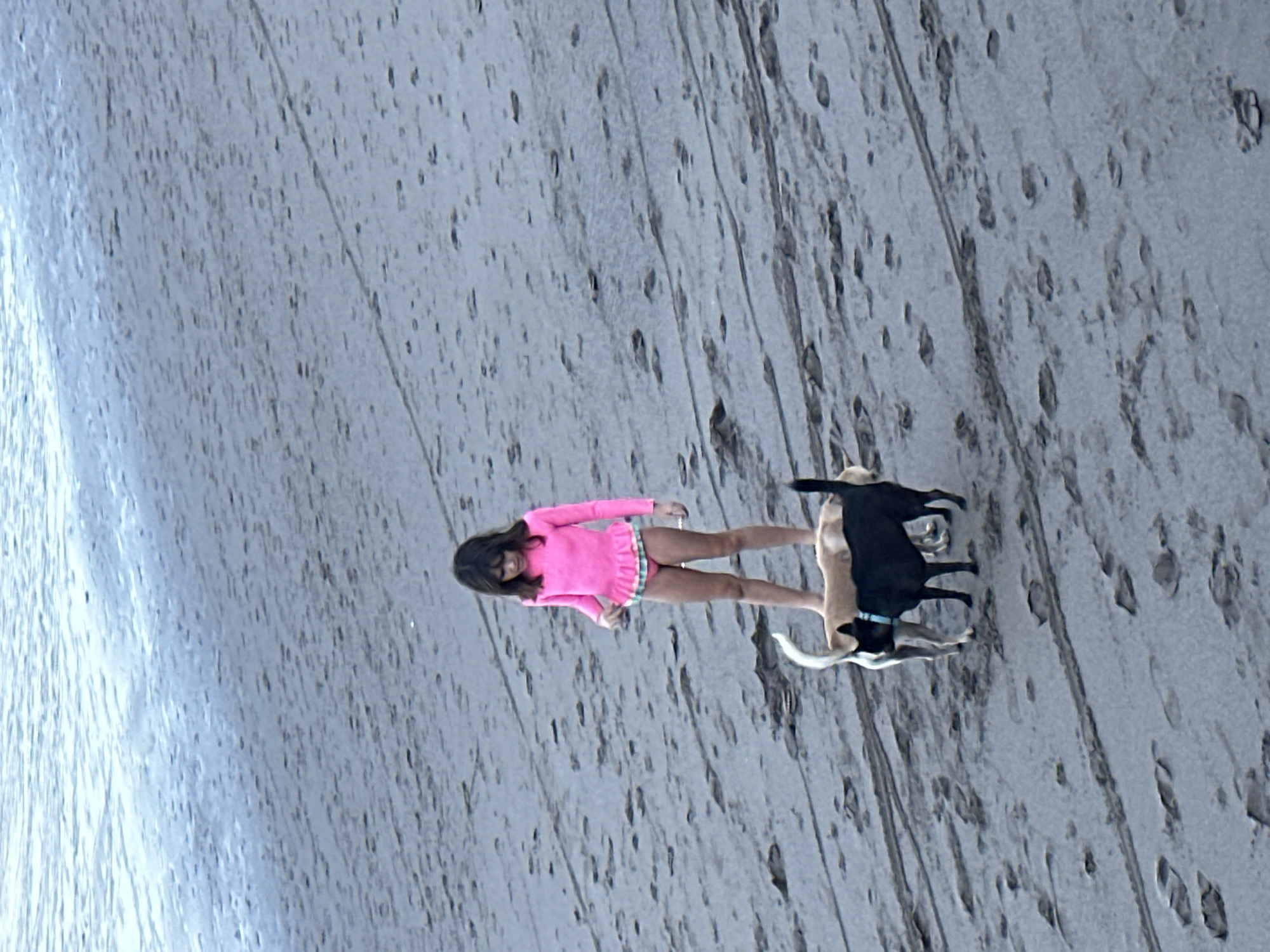 A young girl in a bright pink long-sleeved shirt and a colorful ruffled skirt stands on a wet, sandy beach. Two dogs are with her, one a light tan color and the other black, both appearing to be leashed. The tan dog is closest to the girl, and the black dog is behind it. The girl is looking down towards the dogs, and her expression is not clearly discernible. The beach appears to be wet, with visible water lines and textures in the sand. There are some small dark speckles scattered across the sand, possibly bits of shell or debris. The overall lighting suggests it might be daytime, possibly overcast or late in the afternoon, given the soft light. The scene captures a casual moment of a child with her pets on a beach.