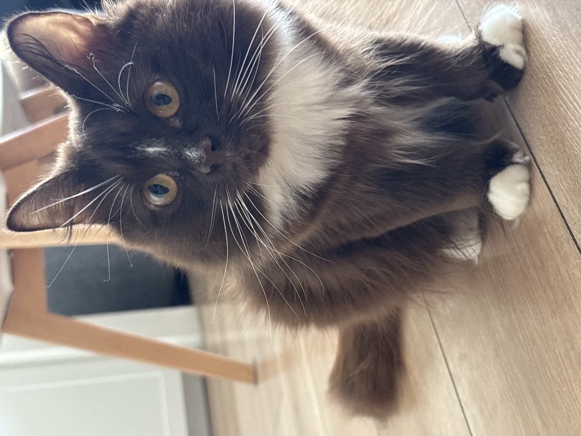 A brown and white fluffy cat is sitting on a light-colored wooden floor. The cat has yellow eyes, white whiskers, and white paws. In the background, there is a blurred image of a wooden chair leg and white cabinets. The scene is indoors, and there is no indication of the city of Orenburg, Russia.