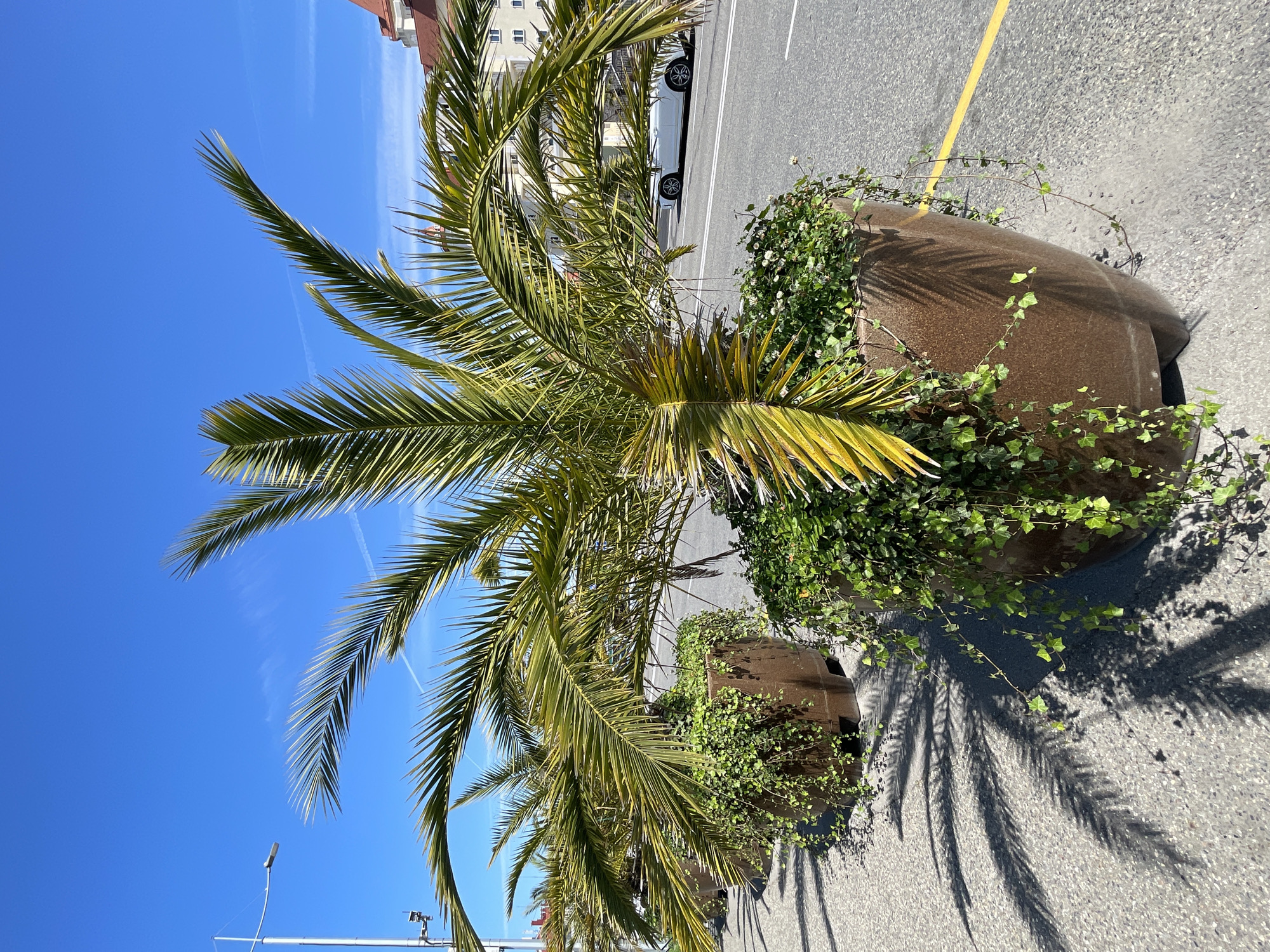 The image shows a street scene, likely in a pedestrian area. Two large, brown, pot-shaped planters are visible, each containing a palm tree surrounded by trailing ivy. The planters are positioned on an asphalt surface marked with a yellow line. A white vehicle is partially visible in the background. The sky is a clear, bright blue. There are no people present. The scene takes place in daylight, with shadows cast by the palm trees and planters.