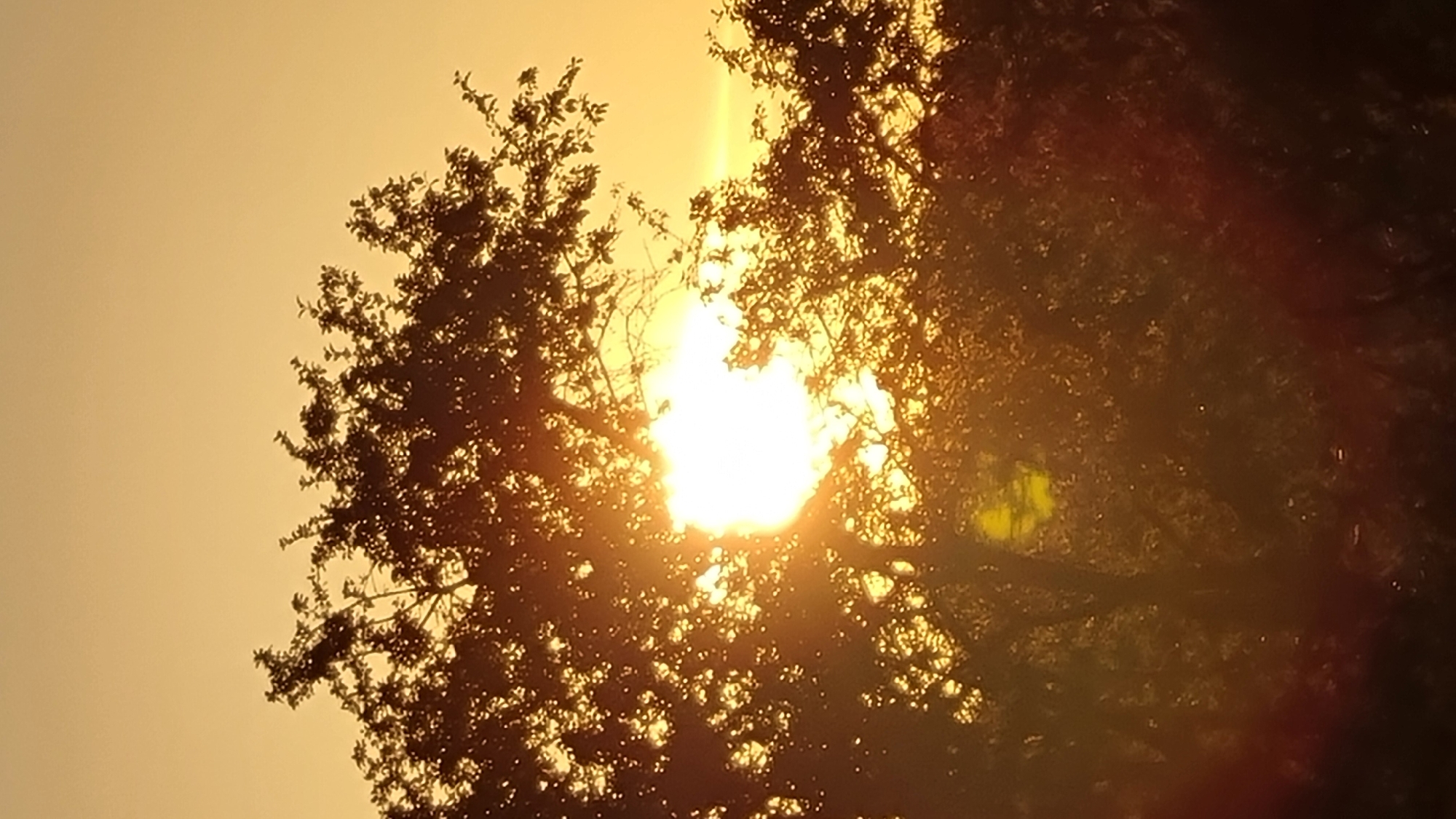 The image shows a tree silhouetted against a bright orange sky, indicating a sunset or sunrise. The sun is partially obscured by the branches and leaves of the tree, creating a radiant glow and casting long shadows. The overall impression is one of natural beauty and tranquility. The image was taken in Vysokoe, Russia.