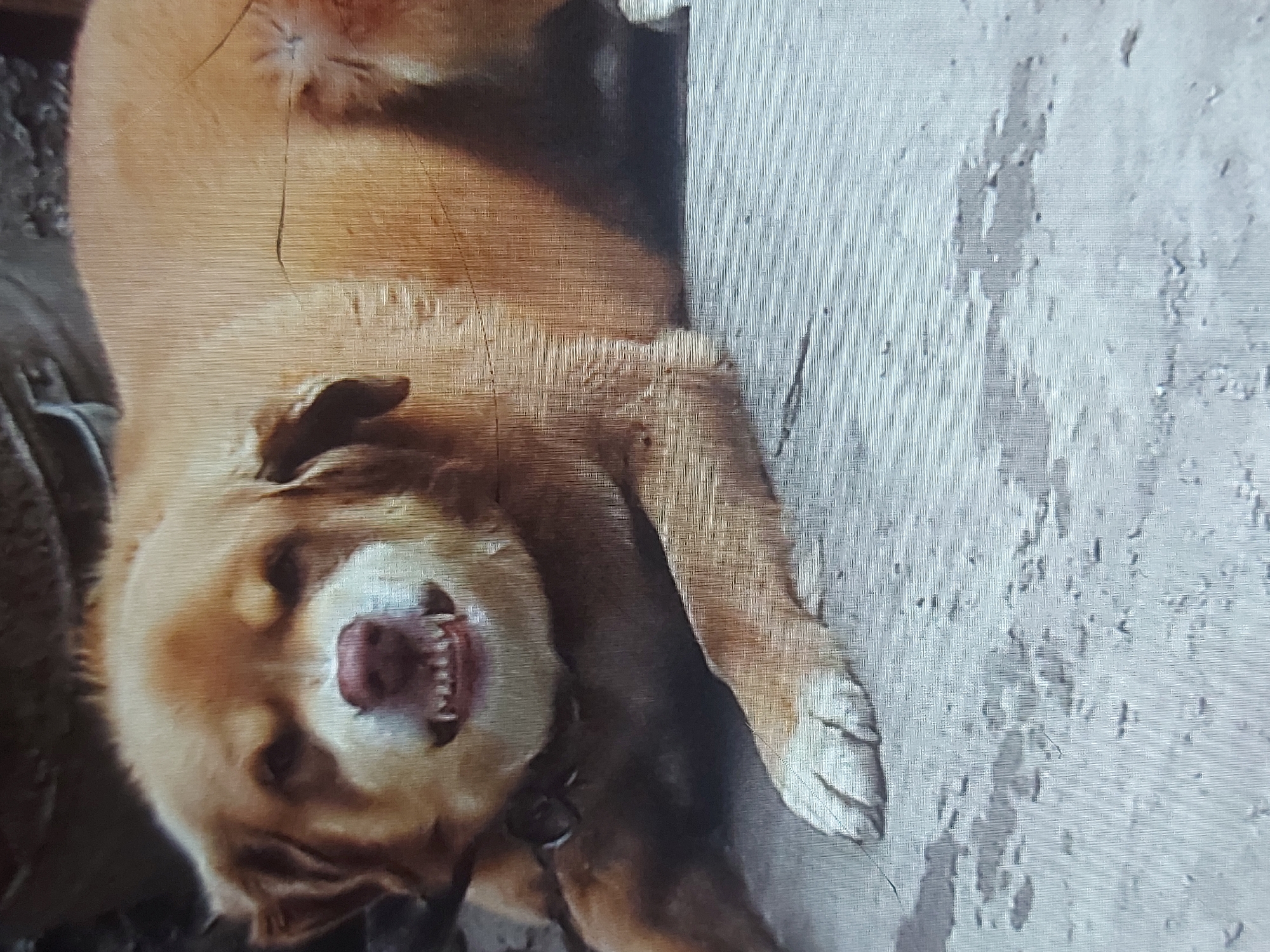 The image shows a tan-colored dog lying down with its mouth open, revealing its teeth. The dog's head is tilted upwards, and its eyes are partially closed. Its fur appears thick and fluffy. A dark collar is visible around the dog's neck, with a chain attached. The background is composed of a rough, textured surface, possibly concrete or stone, with some dark areas that could be shadows or dirt. The lighting suggests it might be daytime, but the overall scene is somewhat dim. The dog's expression could be interpreted as playful or panting. There is no visible text in the image. The location context is Samarkand City, Uzbekistan.