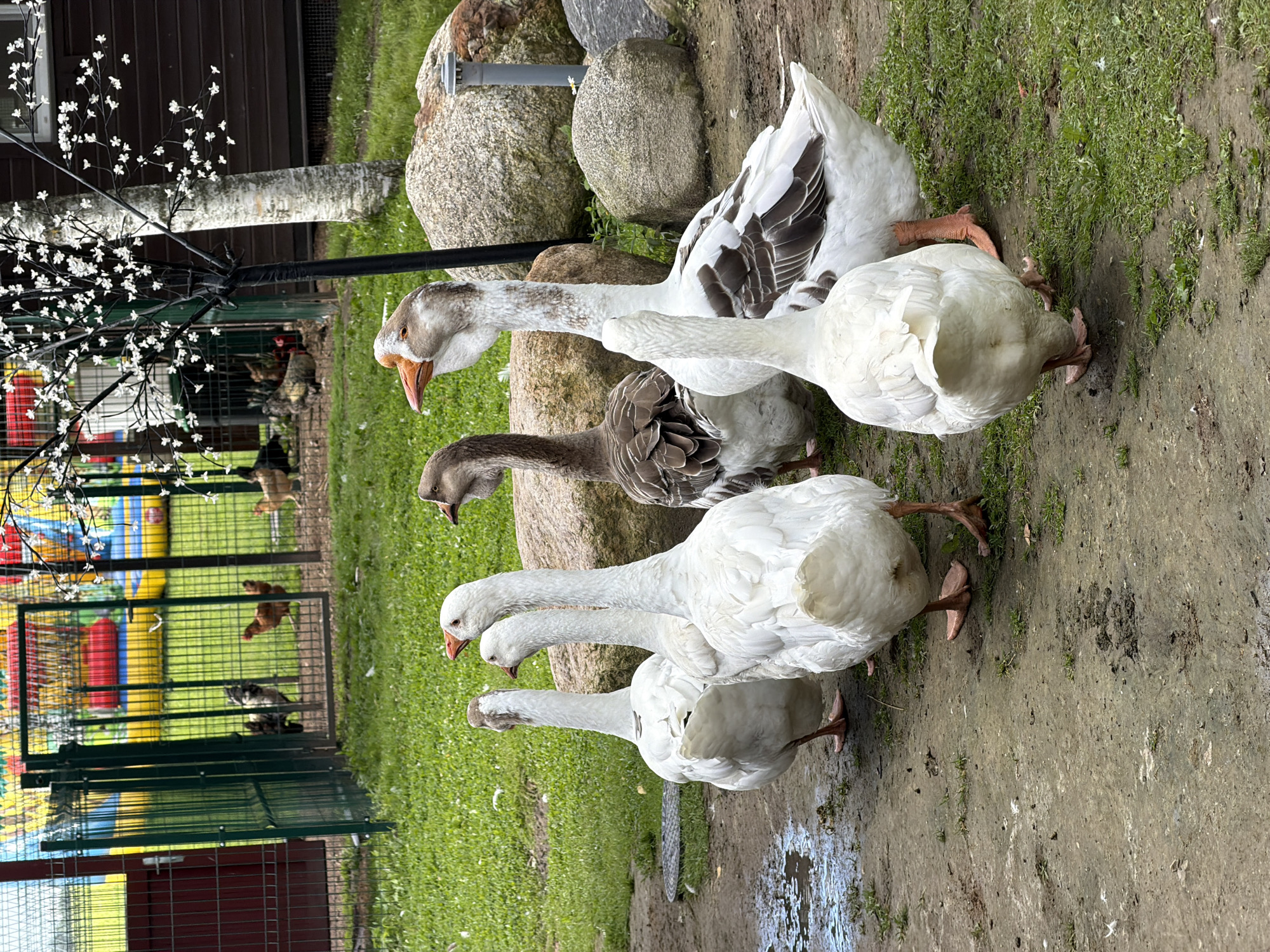 A flock of five geese stands on a dirt and grass area near large rocks and a wooden building. The geese are primarily white, with one appearing to be a brown and white goose. The environment appears to be an outdoor enclosure, possibly a farm or petting zoo, as a fenced area with chickens and inflatable structures is visible in the background. The day is overcast.
