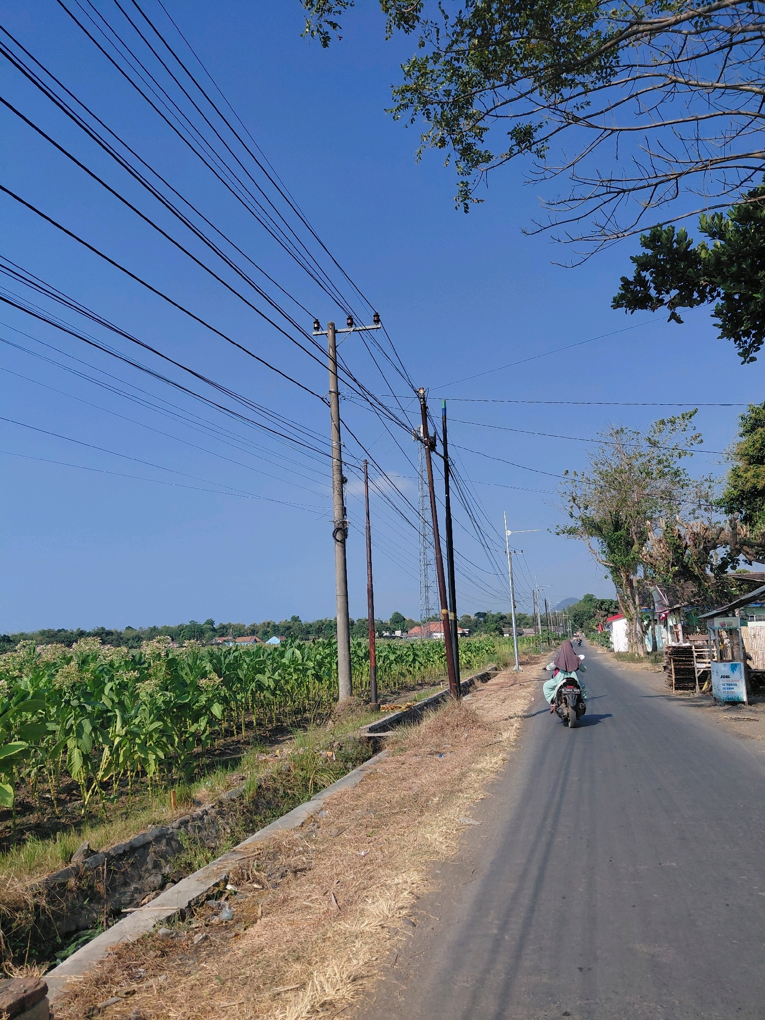 A person wearing a light blue hijab and matching attire rides a motorcycle down a paved road in Kalikajar Kulon, Indonesia. The road is lined on the left by a field of green tobacco plants with white flowers and on the right by a row of modest buildings. Overhead, a network of electrical wires stretches across the clear blue sky, supported by concrete utility poles. Trees with sparse foliage are visible on the right side of the road, and further in the distance, hills can be seen. The ground alongside the road is covered with dry grass and a small ditch. A sign with Indonesian text is posted on the right side of the road.