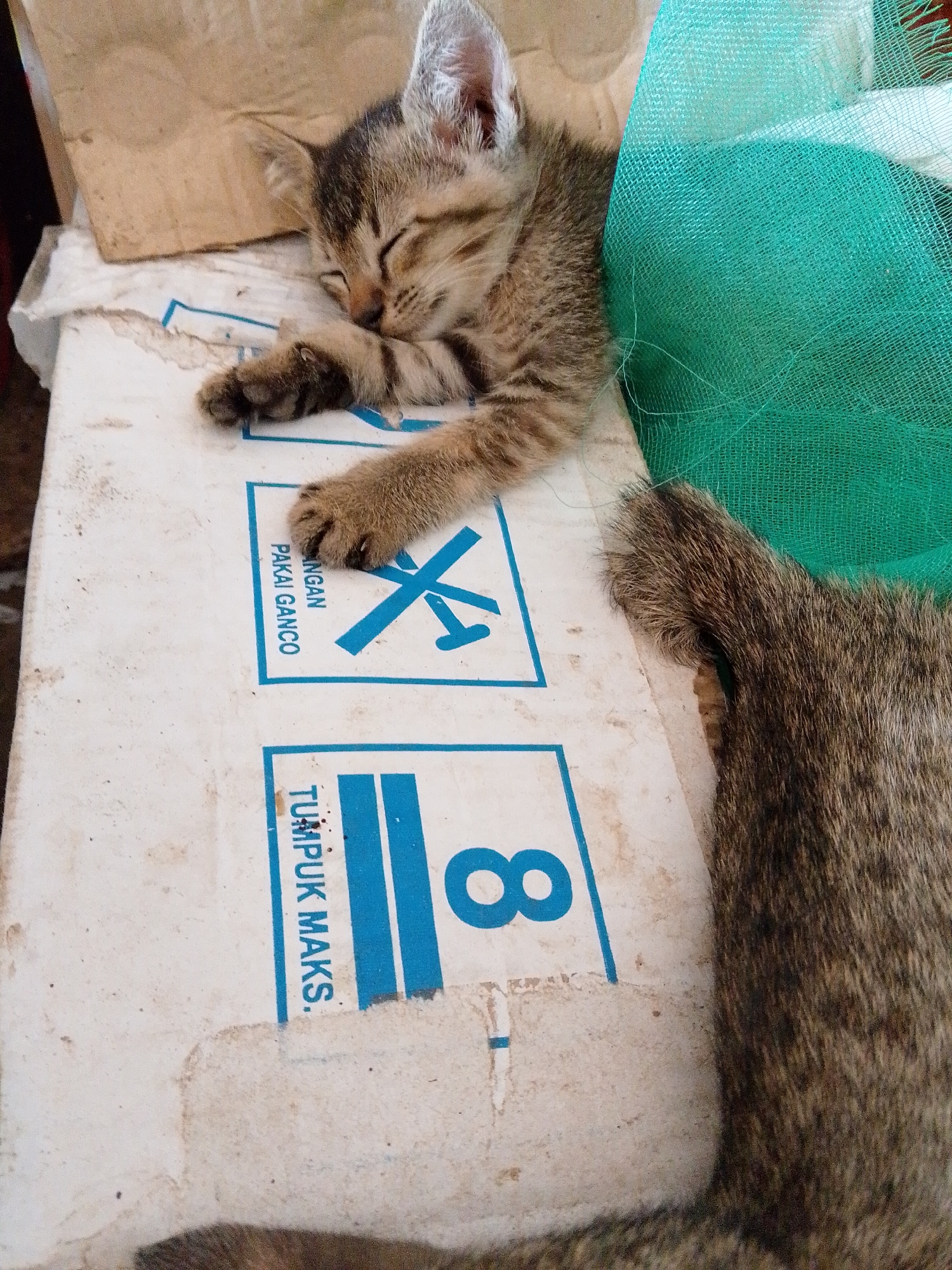 A kitten sleeps on a white box. The box has blue markings with the number 8 and words "TUMPUK MAKS.". Part of the kitten's tail and body are visible on the right and at the bottom of the image. Green netting is behind the kitten. Another cardboard box is on top of the white box. The location is Bukit Ketok, Indonesia.