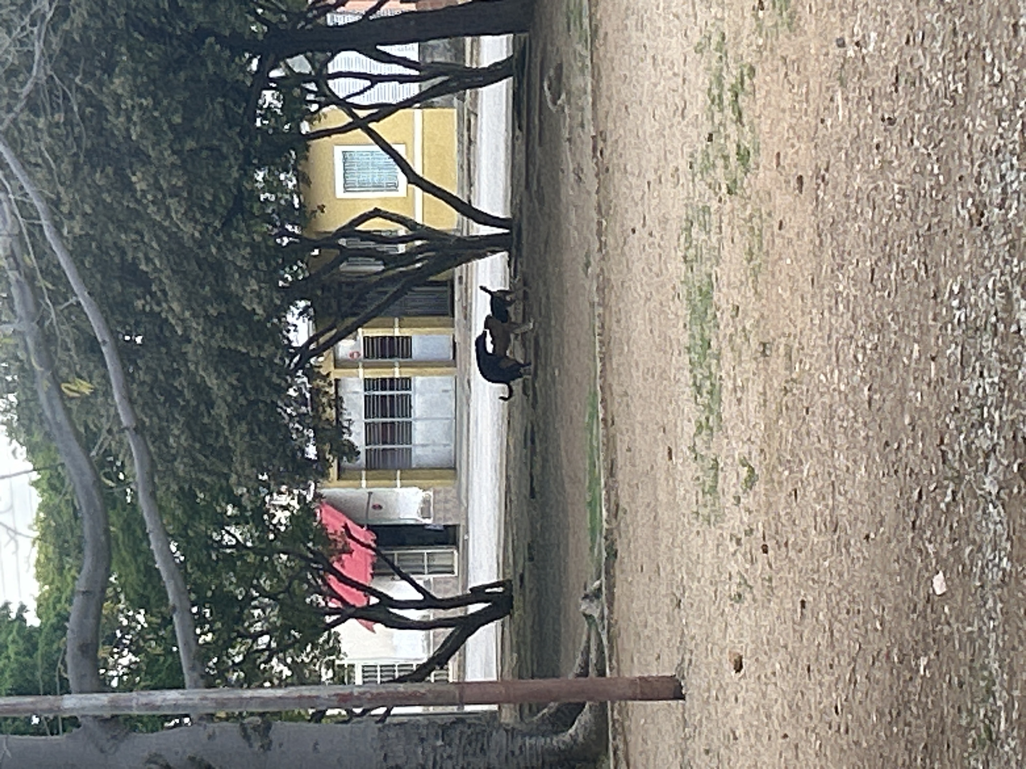 The image depicts an outdoor scene with two dogs interacting in the foreground, positioned on a dirt and gravel ground with sparse green vegetation. Behind the dogs, a paved street is visible, lined with buildings. One building is painted yellow with a white window frame, and another is white with a red awning over a doorway. Several trees with dark trunks and dense green foliage are scattered throughout the scene, casting shadows. A light-colored wooden utility pole stands on the left side of the image. The overall environment suggests a street or park area in a residential or commercial district, likely in Santa Ana, Venezuela, given the architectural style and vegetation.