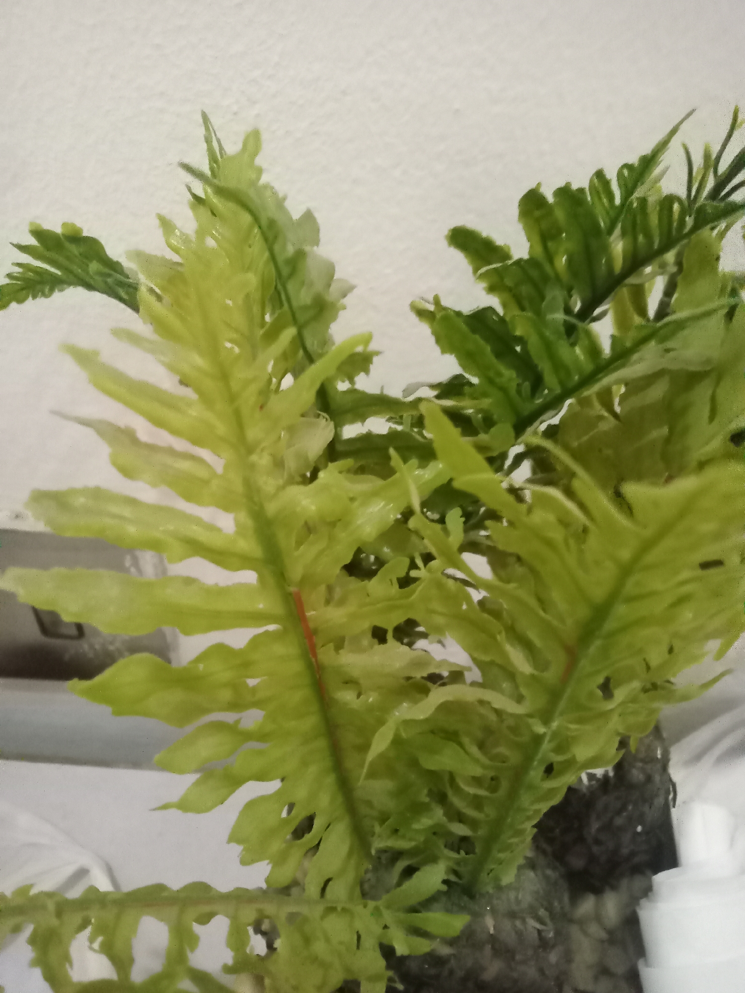 The image shows a green fern plant with some leaves appearing yellowish. The plant is in a pot with a dark, possibly soil-like substance. The background is a plain, white wall. The location is Gwarinpa, Nigeria.
