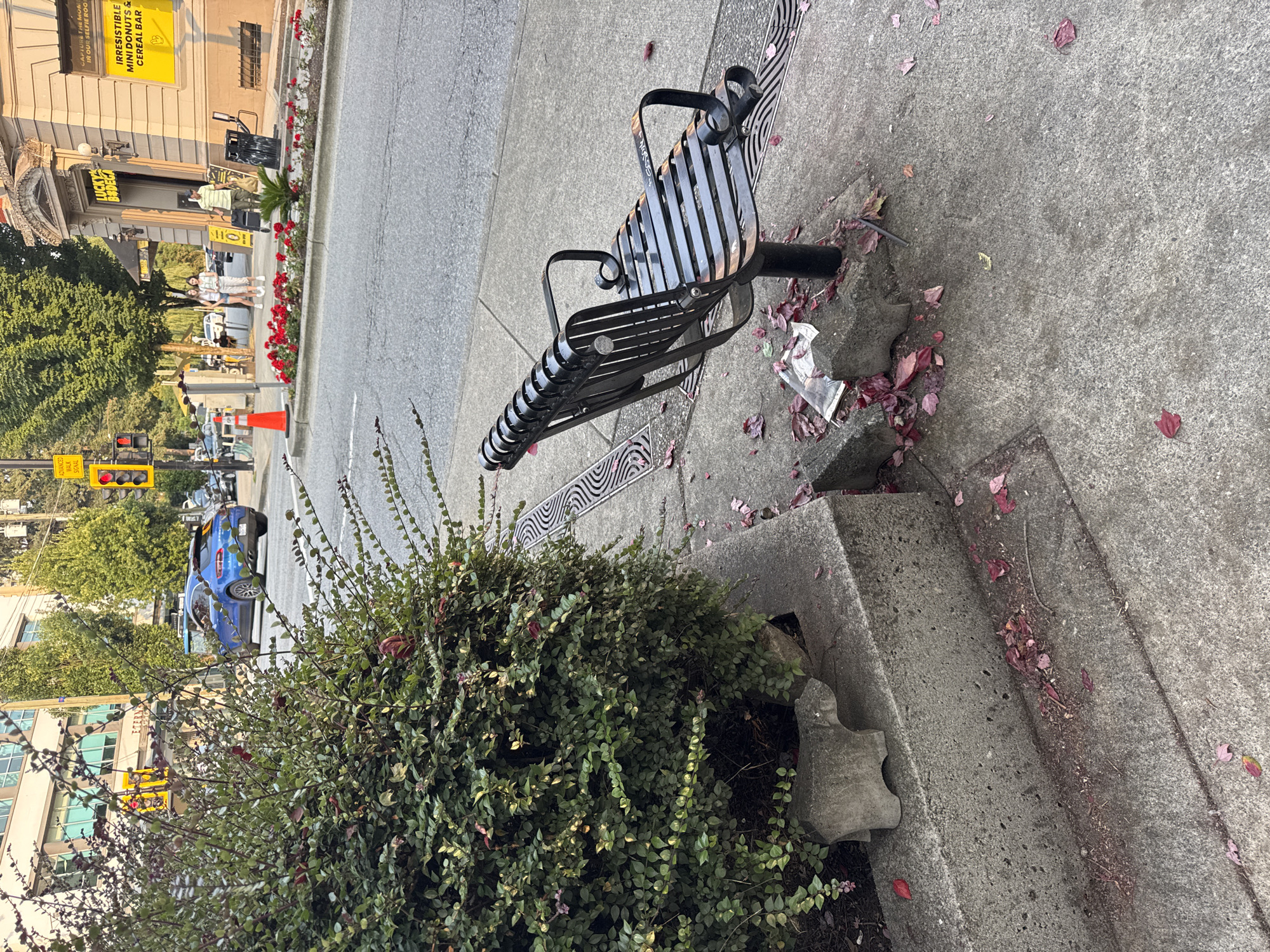 The image depicts a street scene in North Vancouver, Canada, likely on Lonsdale Avenue based on the architecture. In the foreground, a dense green bush with red flowers is situated in a concrete planter. To the right of the bush, a black metal park bench sits on the concrete sidewalk, with a black trash can visible behind it. Scattered on the ground are fallen red leaves and some debris, including a crumpled plastic bag near the base of the bench. A metal grate is embedded in the sidewalk to the left of the bench. In the background, a blue SUV is driving on the street, and a building with signage for "LUCKY BODEGA" and "IRRESISTIBLE MINI DONUTS & CEREAL BAR" is visible. Pedestrians can be seen walking on the sidewalk in front of the building. Traffic lights and street trees line the street, suggesting an urban commercial area. The lighting suggests it is late afternoon or early evening.