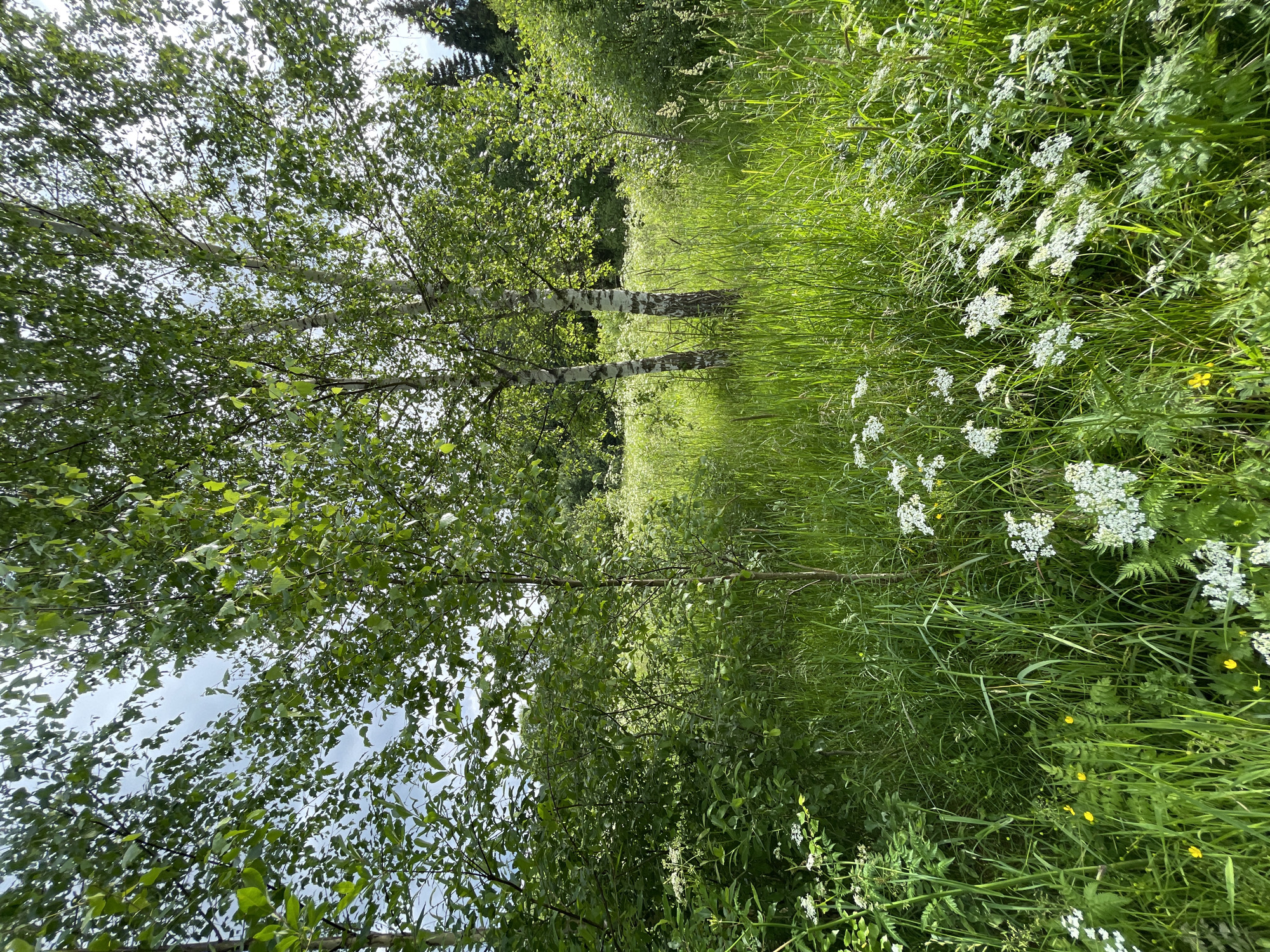 The image depicts a lush, sunlit meadow filled with tall green grass and scattered white wildflowers. Two birch trees with distinctive white bark stand prominently in the mid-ground. The surrounding vegetation is dense, with more trees visible in the background. The scene conveys a natural, wild environment, characteristic of an undeveloped area. There are no people or animals visible in the image. This scene is consistent with a natural area found on the outskirts of the city of Заречный, Russia, such as a meadow or undeveloped parkland.
