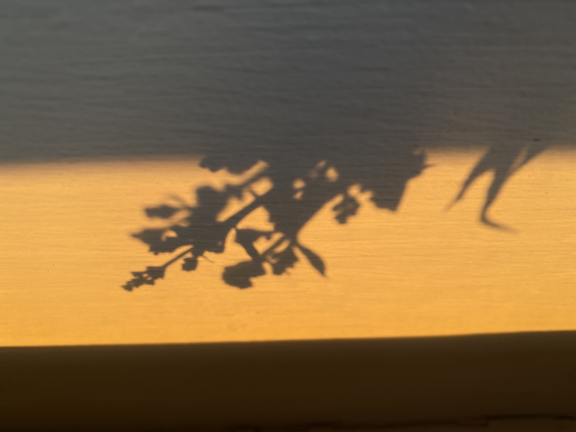 The image captures a close-up of shadows cast upon a light-colored, possibly textured surface, which could be a wall or a tabletop. The central and left portions of the frame are dominated by the intricate silhouette of a plant or branch, featuring small leaves and what appear to be delicate buds or flowers. To the right, a more elongated and abstract shadow is visible, fainter than the main plant shadow.
The surface is illuminated by a warm, golden light, strongly suggesting the "golden hour" – either early morning or late afternoon sun. This golden hue creates a vivid contrast with the dark, sharp shadows. A distinct horizontal line near the bottom separates the brightly lit area from a darker region, indicating another object or architectural element, such as a window frame or sill, is casting a shadow or blocking light from reaching that part of the surface.
There are no people or specific activities depicted. The scene focuses on the natural interplay of light and shadow, evoking a sense of quiet observation. No text is visible in the image. The sharp definition of the shadows implies clear weather conditions. While the location context is Chaikovsky, Russia, no specific visual cues within the image indicate this geographical setting.