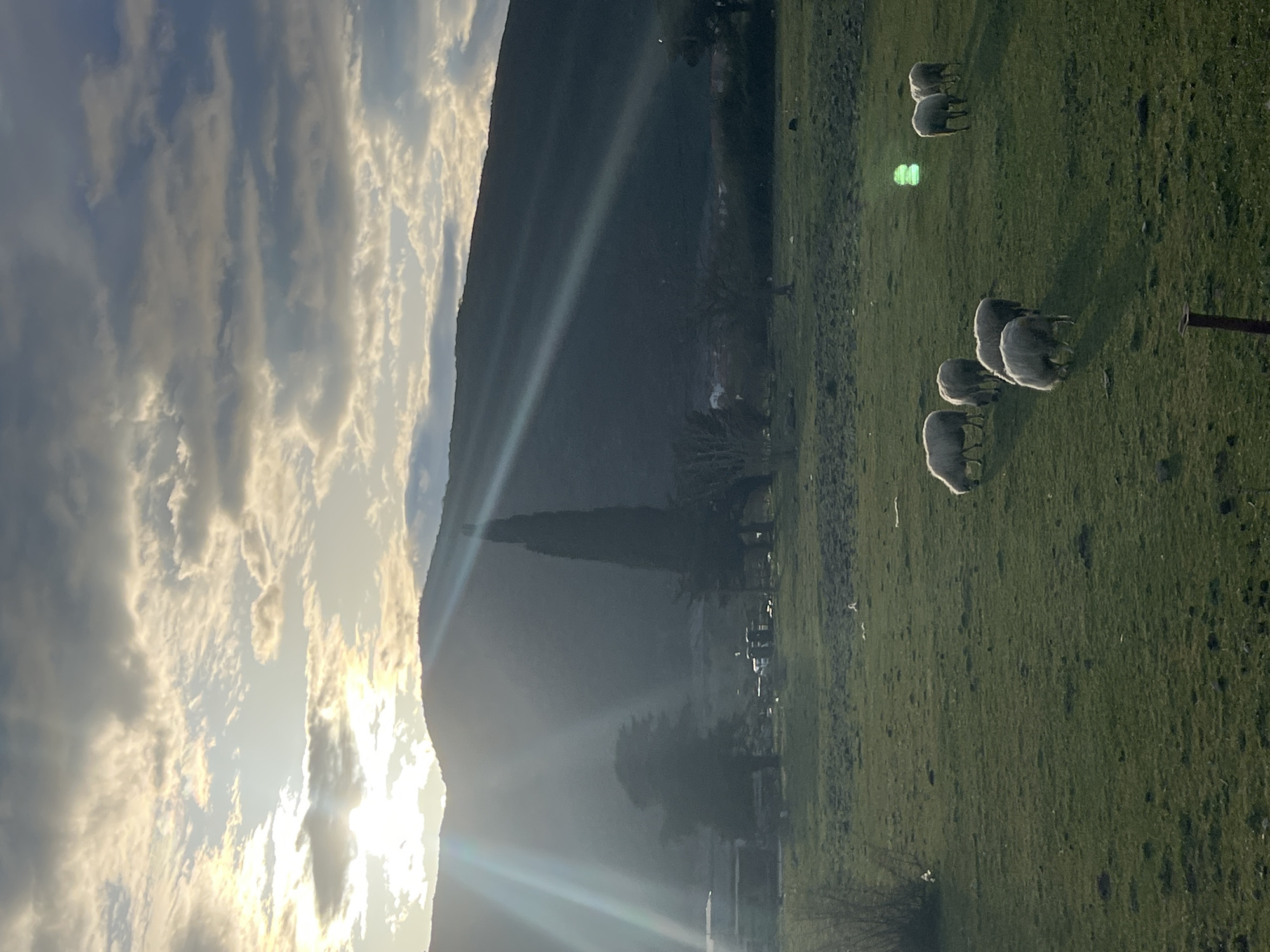 The image captures a pastoral scene in Podlastva (Poljice), Montenegro, featuring a grassy field where several sheep are grazing. A mountainous backdrop looms prominently, partially obscuring the setting sun which emits bright rays casting elongated shadows. The sky displays cloudy patterns.