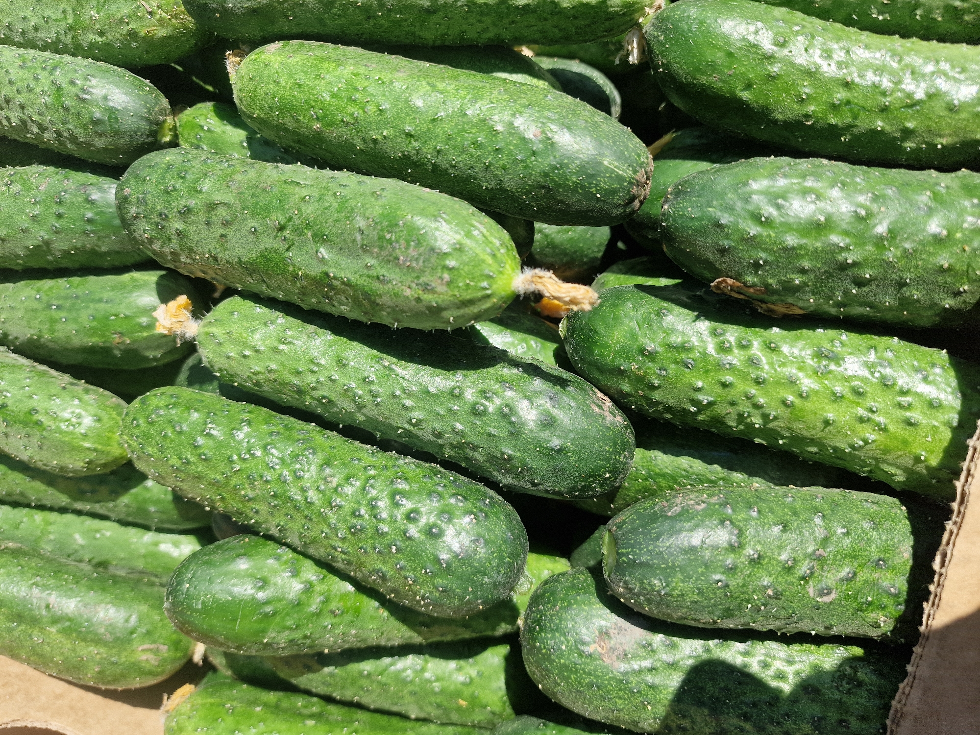 The image displays a close-up, top-down view of a large pile of cucumbers filling a cardboard box. The cucumbers are predominantly green, with bumpy skin texture and some showing small white spines. The lighting suggests an outdoor setting, likely during the daytime, casting shadows across the produce. There are no people visible in the image. The scene depicts a raw food commodity, likely at a market or farm stand. The location of Kursava, Russia is not visually evident from the image itself, as there are no identifying landmarks or signs.