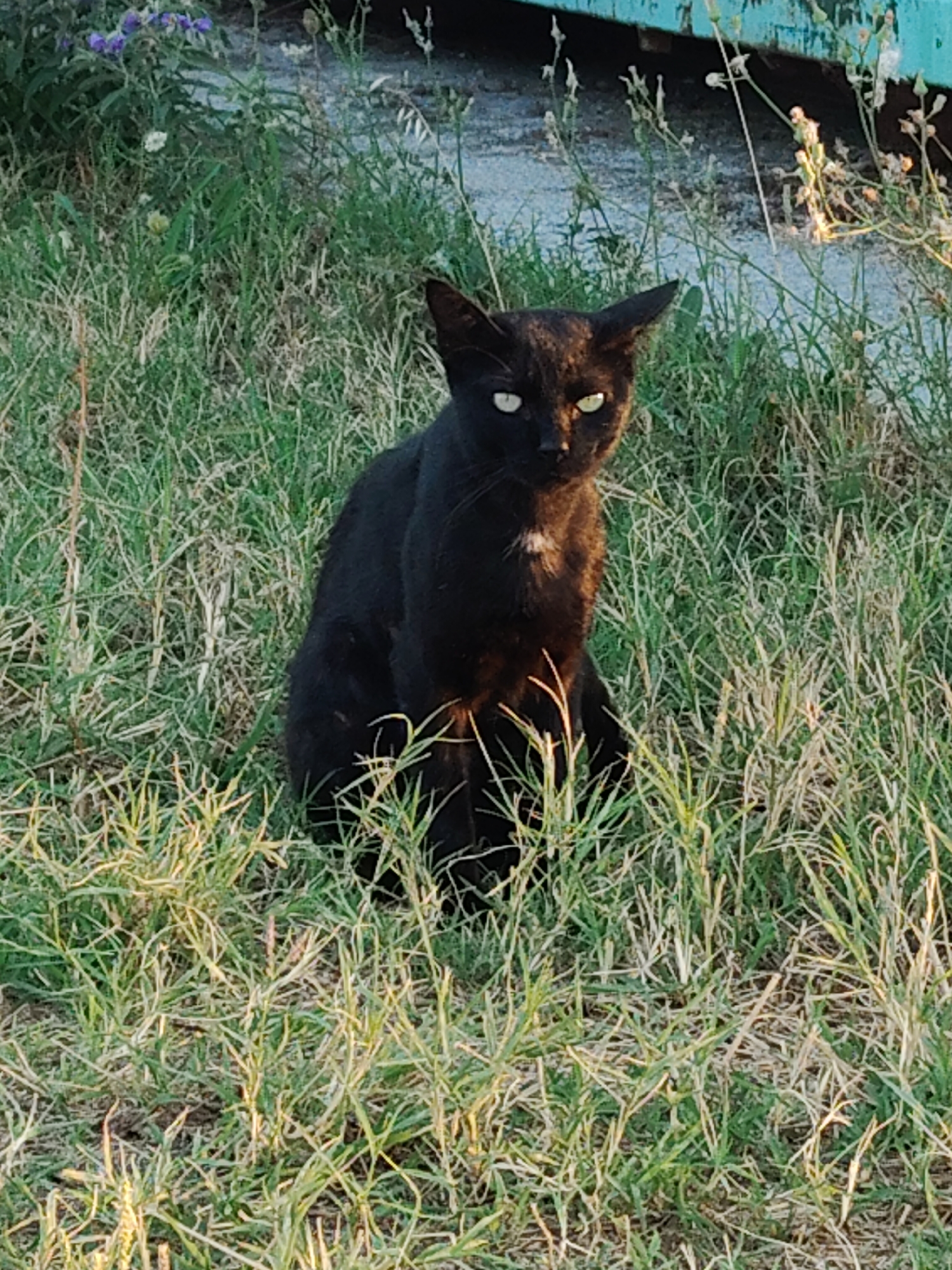 A black cat with striking green eyes is sitting in dry, patchy grass, with some green vegetation and purple wildflowers visible in the background. A teal-colored structure, possibly part of a building or fence, is partially visible at the top of the image. The scene appears to be outdoors in a somewhat unkempt, natural setting within the city of Limani Litochorou, Greece.