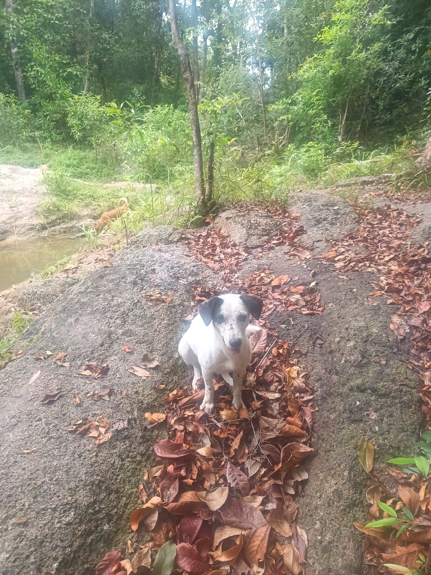 The scene is outdoors in what appears to be a wooded area near Baan Thong Nang, Thailand. The ground is a mix of rock, dirt, and fallen leaves. A small stream or puddle is visible in the background to the left. A dog with white fur and black markings is sitting in the center of the frame, surrounded by leaves. Another dog is near the stream, seemingly sniffing around. The overall environment suggests a natural setting, possibly a forest or park area.