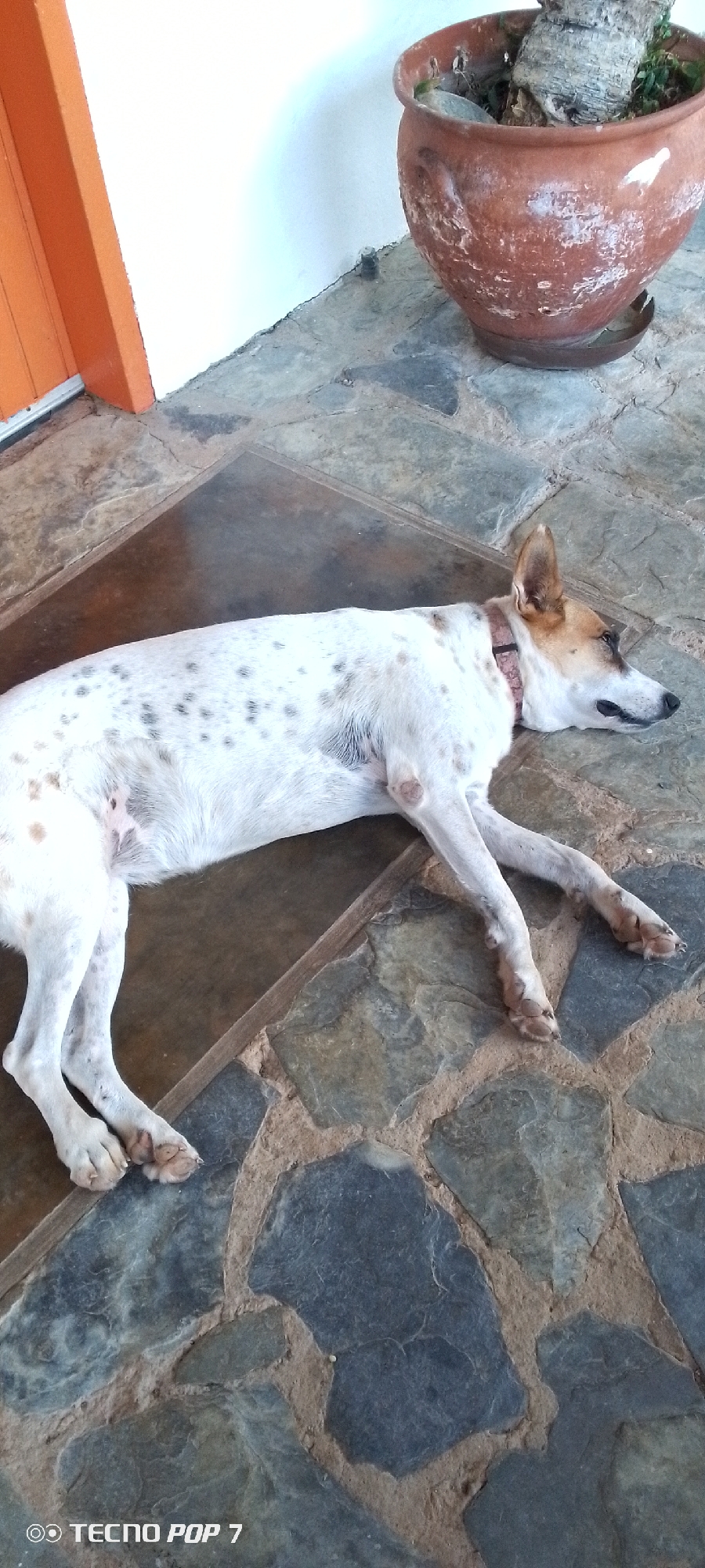 A medium-sized, white dog with dark spots is lying on a stone patio in front of an orange door. The dog is resting its head on the ground, and its eyes are closed. A clay pot with a plant is visible in the background. The scene is likely outdoors, possibly in a courtyard or garden, given the patio and the presence of the plant. The environment suggests a warm climate. The image has a watermark at the bottom that reads "TECNO POP 7".