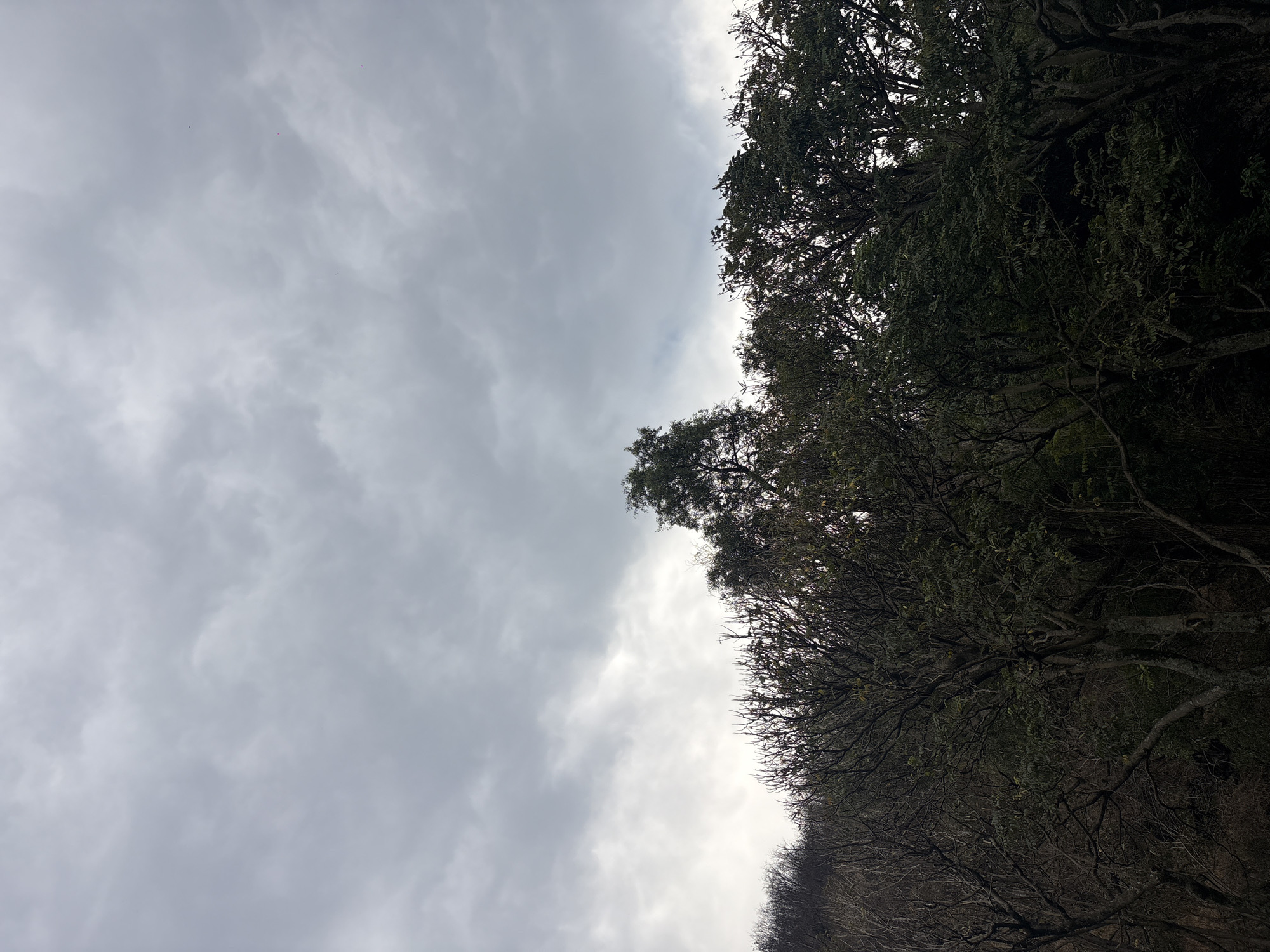 The image depicts a cloudy sky and a line of trees in Santa Ana Acozautla, Mexico. The left side of the image is dominated by a gray, overcast sky with varied cloud formations. The right side is a dense line of trees, with branches and foliage creating a dark, textured edge against the sky. The ground is not visible.