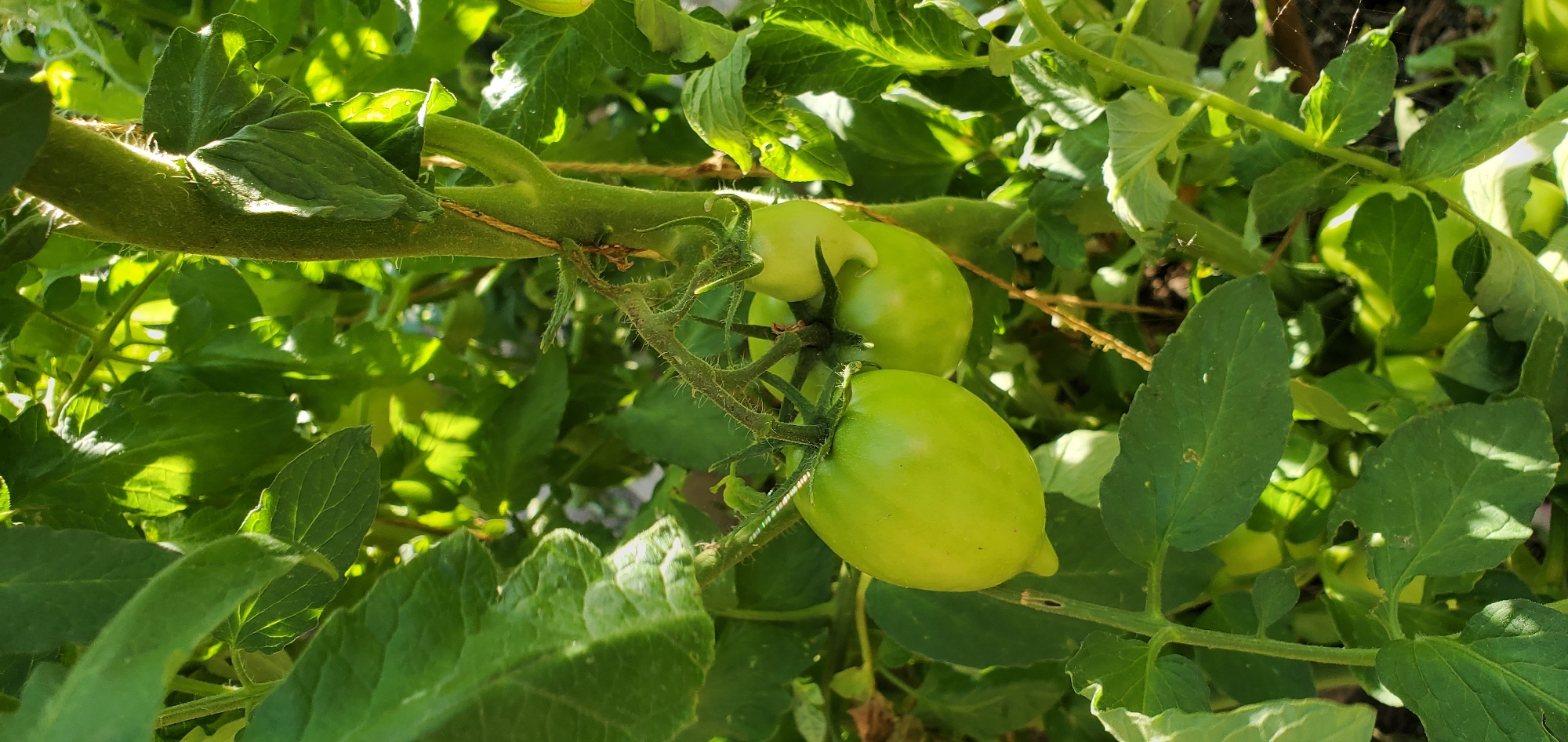 A close-up, horizontal shot features a cluster of unripe green tomatoes growing on a vine, illuminated by bright sunlight. The tomatoes vary slightly in size and shape, with one prominently positioned in the foreground. The vine itself is thick and covered in fine hairs, with a rustic twine tied around it for support. Lush green leaves surround the tomatoes, casting dappled shadows and creating a natural, organic feel. Some leaves show signs of minor damage, with small holes or torn edges. In the background, the foliage blurs into a soft, green backdrop, with hints of sunlight breaking through the leaves. A few delicate spiderwebs are visible, catching the light. The scene is set outdoors, likely in a garden or farm, given the presence of the tomato plants and the natural lighting. The time of day appears to be during daylight hours, with the strong sunlight suggesting it could be mid-morning or afternoon. There is no visible text in the image. The overall impression is one of growth and nature, capturing a moment in the life cycle of a tomato plant in a Mediterranean setting, possibly in Γαλλικός, Greece.