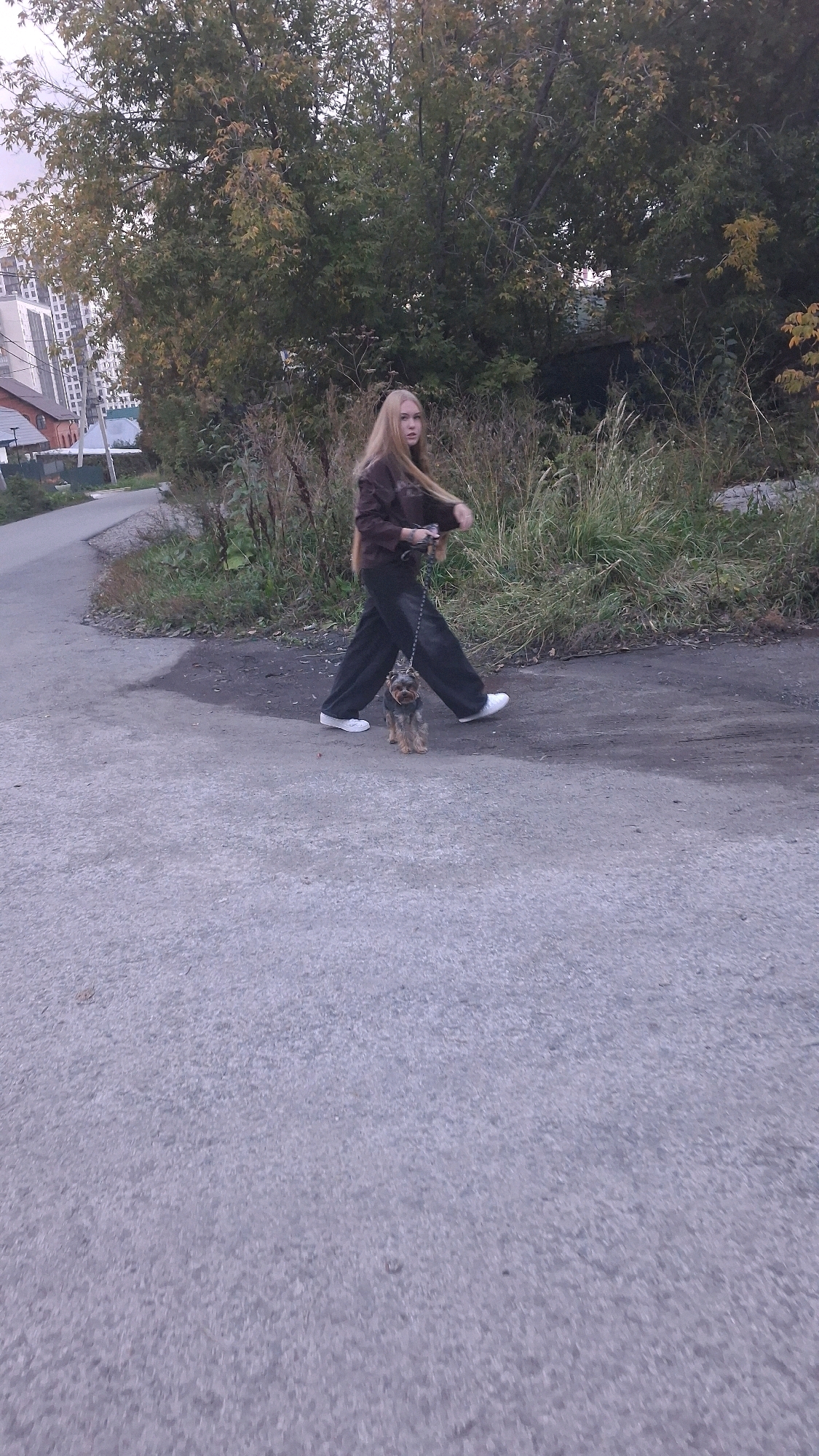 A young woman with long blonde hair is walking a small Yorkshire Terrier on a leash along a paved path. The woman is wearing a brown hooded sweatshirt and dark pants, with white sneakers. The dog is standing on its hind legs, looking forward. The path appears to be in a semi-rural area, with trees and tall grass on one side and buildings in the distance. The sky is overcast. The image was captured on an overcast day, likely in the autumn, given the foliage on the trees. The presence of buildings in the background suggests an urban or suburban environment. Based on the architectural style of the buildings, particularly the brick house on the left, and the overall landscape, the scene could be located in the outskirts of Novosibirsk, Russia, possibly in a residential or dacha area.