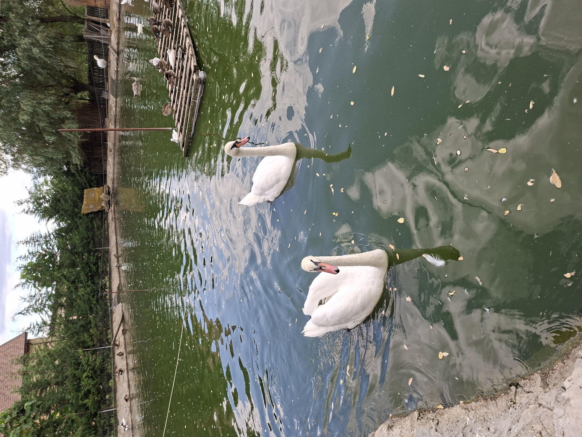 A serene pond in Bardar, Moldova, is home to two elegant white swans swimming gracefully. The water, a deep green, reflects the cloudy sky and surrounding trees. Along the pond's edge, a stone embankment gives way to a manicured lawn and a fence, beyond which are lush green trees and a building. In the background, a wooden platform floats on the water, occupied by several ducks. The overall scene evokes a sense of tranquility and natural beauty.