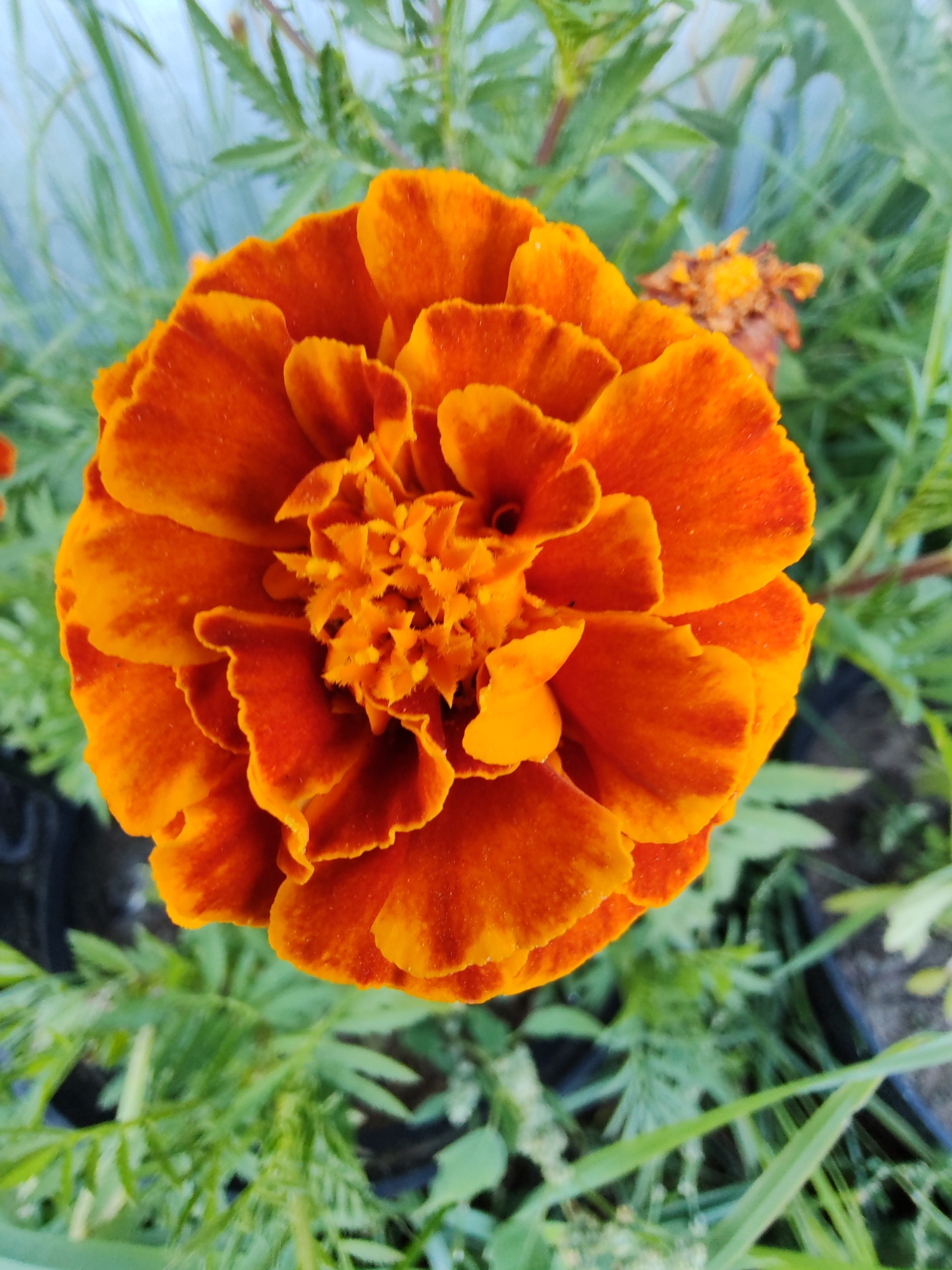 A close-up, top-down shot of a vibrant orange marigold flower is presented. The flower is in full bloom, with densely packed petals that are ruffled and have a textured appearance. The color transitions from a deep orange at the base of the petals to a brighter orange with hints of red towards the edges. The center of the flower is a tight cluster of smaller, feathery petals. The background is composed of out-of-focus green foliage and what appears to be a greyish-blue fence or wall. The overall lighting suggests it is daytime, with soft natural light illuminating the flower. The image appears to be taken in an outdoor setting, likely a garden or park. There is no indication of the city of Чухлэм, Russia within the image itself.