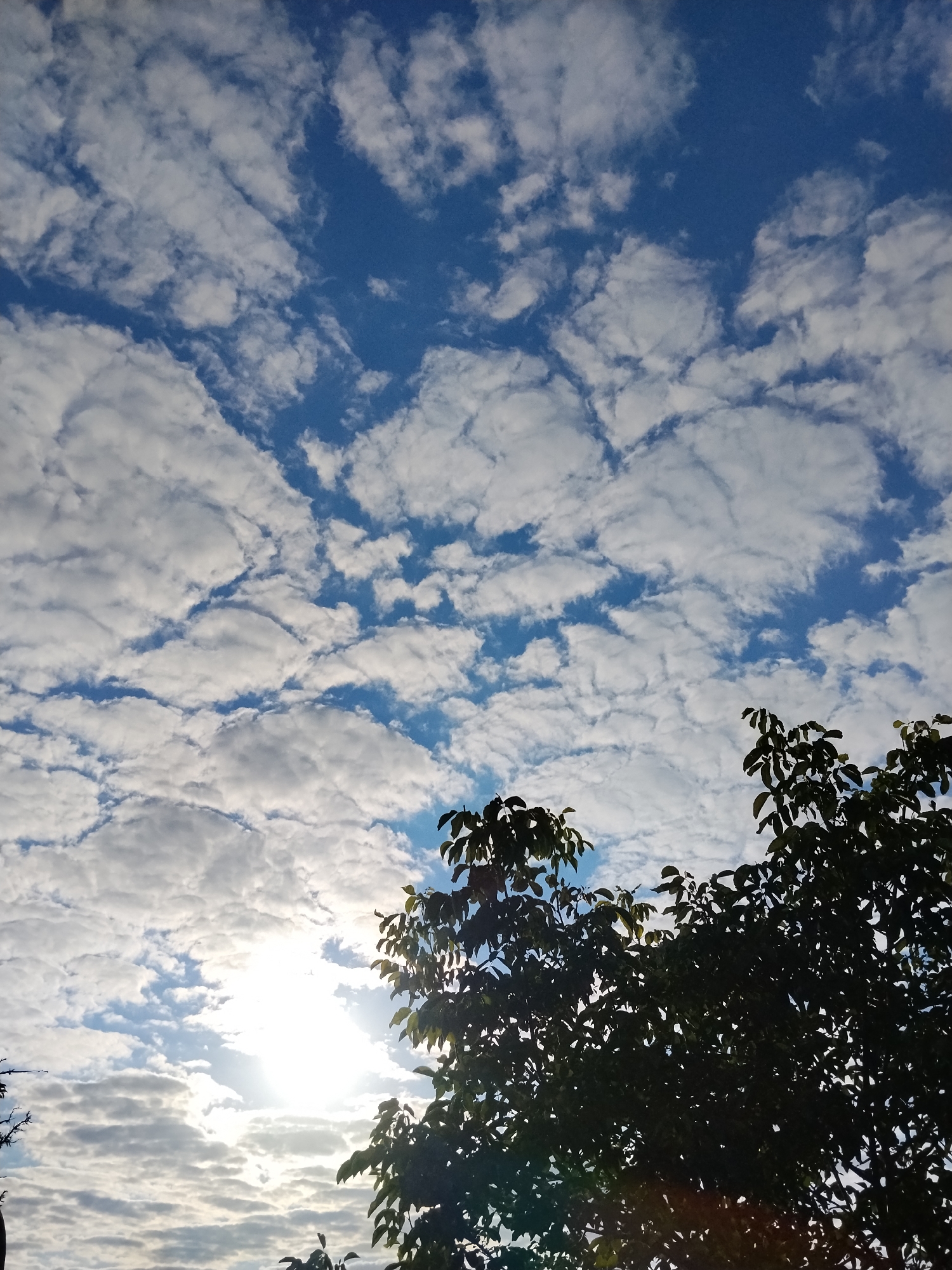 The image depicts a bright, partly cloudy sky with scattered cumulus clouds against a vivid blue backdrop. The sun is visible, partially obscured by clouds, casting a strong glare and creating lens flare effects. In the foreground, the dark silhouette of a leafy tree branches into the lower right and left corners of the frame. The photo was taken from a low angle looking upwards, suggesting it was captured outdoors in Ustyvytsia, Ukraine.
