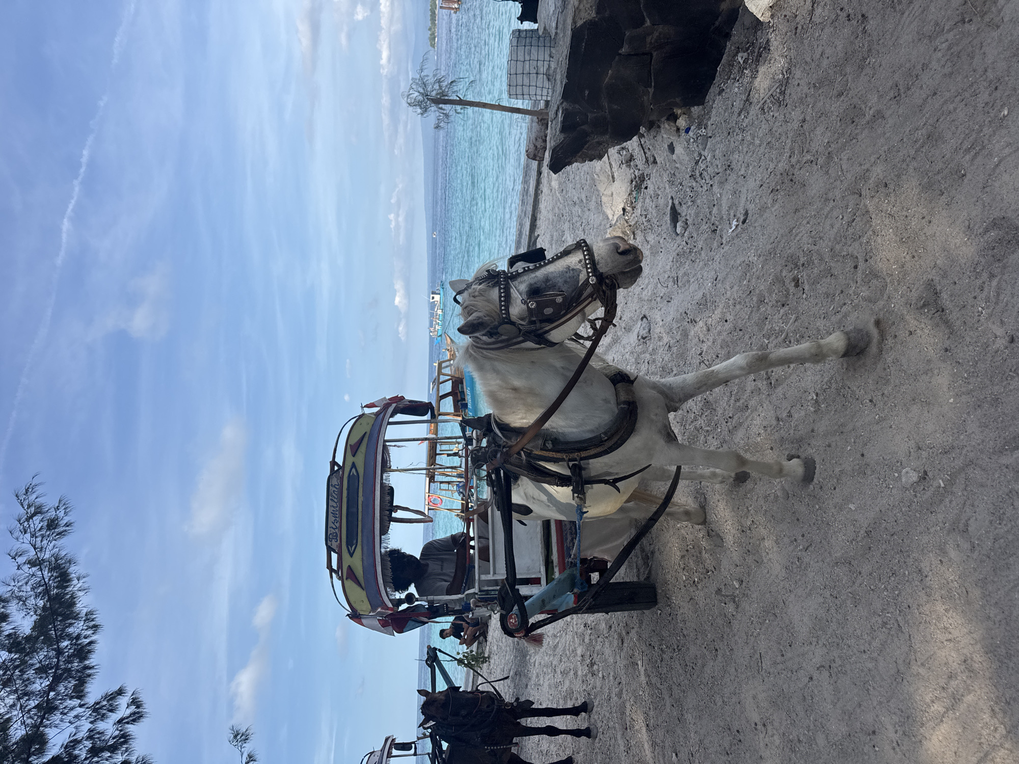 The image captures a vibrant coastal scene in Indonesia, featuring a white horse pulling a traditional horse-drawn carriage, known as a cidomo, on a sandy path next to the sea. The image is taken during bright daylight under a clear blue sky with sparse, wispy clouds.
In the foreground, a light-colored horse, predominantly white with some grey markings around its head and legs, is harnessed to a colorful cidomo. The horse wears a decorative bridle and appears to be standing still, facing towards the right side of the frame. Inside the carriage, a person with dark, curly hair is seated, likely the driver, wearing a light-colored t-shirt. Another person is partially visible further back in the carriage. The carriage itself is brightly painted with yellow, blue, and red accents. The word "Bismillah" is clearly visible in a decorative font on the side panel of the carriage's canopy.
To the left and slightly behind the main carriage, a darker horse is visible, also harnessed to what appears to be another cidomo, suggesting a line of these vehicles. On the far left, the dark foliage of a tall tree extends into the frame, providing some shade.
The setting is a picturesque beachfront or coastal path. The ground is a mix of light-colored sand and dirt. Beyond the path, the turquoise-blue waters of the sea stretch into the distance, reflecting the sunlight. Several small boats are dotted across the water. On the horizon, land or islands are faintly visible. On the right side of the path, dark rocks and some sparse vegetation mark the boundary with the water. The overall atmosphere suggests a relaxed, possibly tourist-oriented activity in a tropical environment.