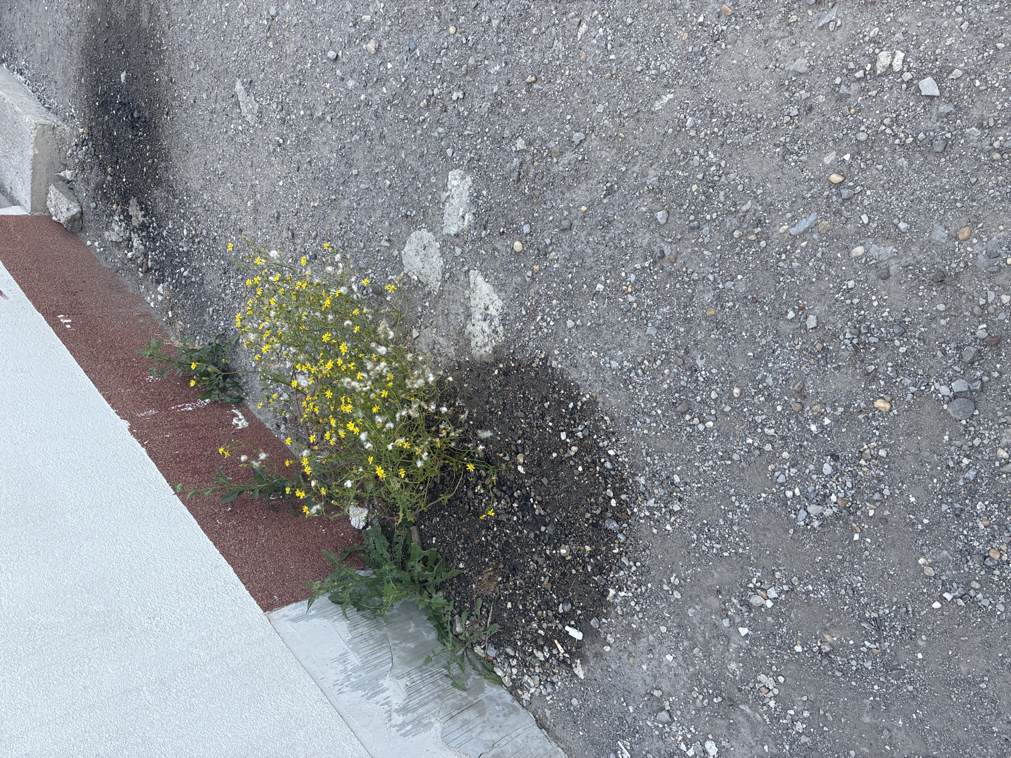 An outdoor, eye-level shot captures a patch of weeds with yellow flowers growing against the base of a building. The building's exterior wall is white, with a textured, reddish-brown trim along the bottom. Adjacent to the weeds, the ground is covered in gravel and dirt, with a dark, wet patch near the weeds. A concrete step is visible in the upper right corner of the frame. The scene appears to be in an urban or suburban setting, possibly a neglected area. No people or animals are visible in the image.