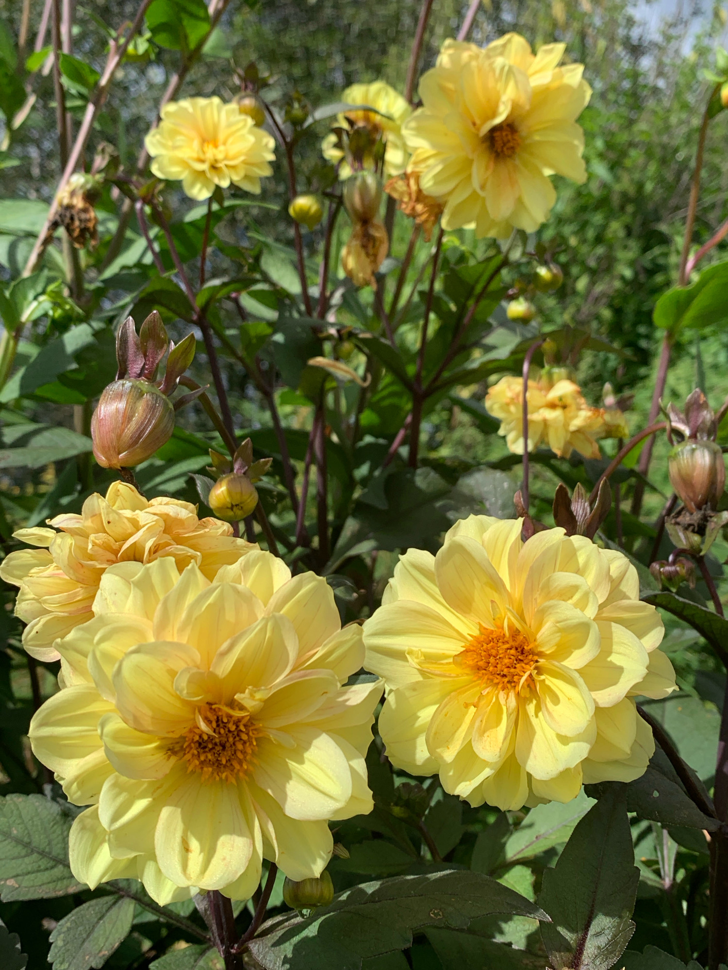This image depicts a close-up view of several bright yellow dahlia flowers and buds, bathed in sunlight. The flowers have numerous delicate petals radiating outwards from a central, darker yellow or orangish core. Some of the petals show subtle variations in hue, with hints of pinkish blush. Dark green foliage forms the background and surrounds the flowers, some leaves exhibiting a reddish tint. The stems are also a deep reddish-purple. The overall impression is one of a vibrant, blooming garden. The image does not contain any explicit geographical markers that would allow for identification of the location within Novostroika, Russia.
