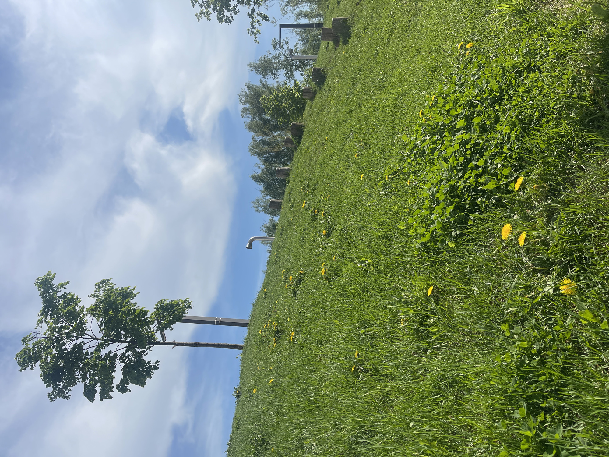 The image shows a grassy hill under a partly cloudy sky. Several dandelions are scattered throughout the grass. A tree and a metal pole stand on the left side of the hill. In the background, there are more trees and what appears to be a metal structure. The location is unknown.
