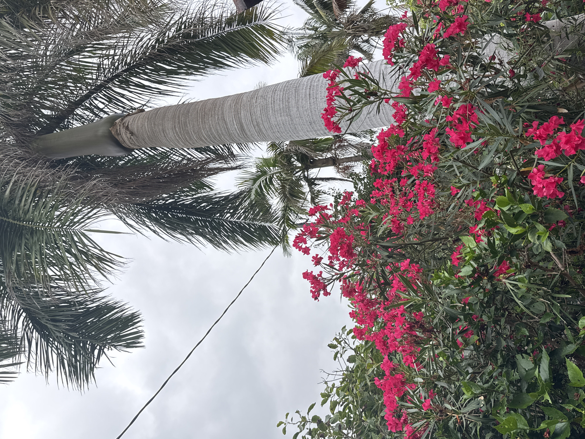 This is a medium-angle, full shot of an outdoor scene with lush vegetation and a palm tree. The foreground is dominated by a dense bush of bright pink flowers, likely oleander, with their characteristic long, slender leaves. Behind the flowers, the thick, textured trunk of a large palm tree is visible, its grey bark textured with horizontal ridges. The palm tree's fronds extend upwards and to the right, obscuring a portion of the overcast sky. In the background, more palm trees with similar fronds can be seen, suggesting a tropical or subtropical environment. A thin, dark electrical wire runs diagonally across the frame from the upper left to the middle right, slightly above the flowers and tree. The sky is uniformly grey and cloudy, indicating an overcast day. The lighting is diffused, consistent with cloudy weather. There are no people or animals in the image.