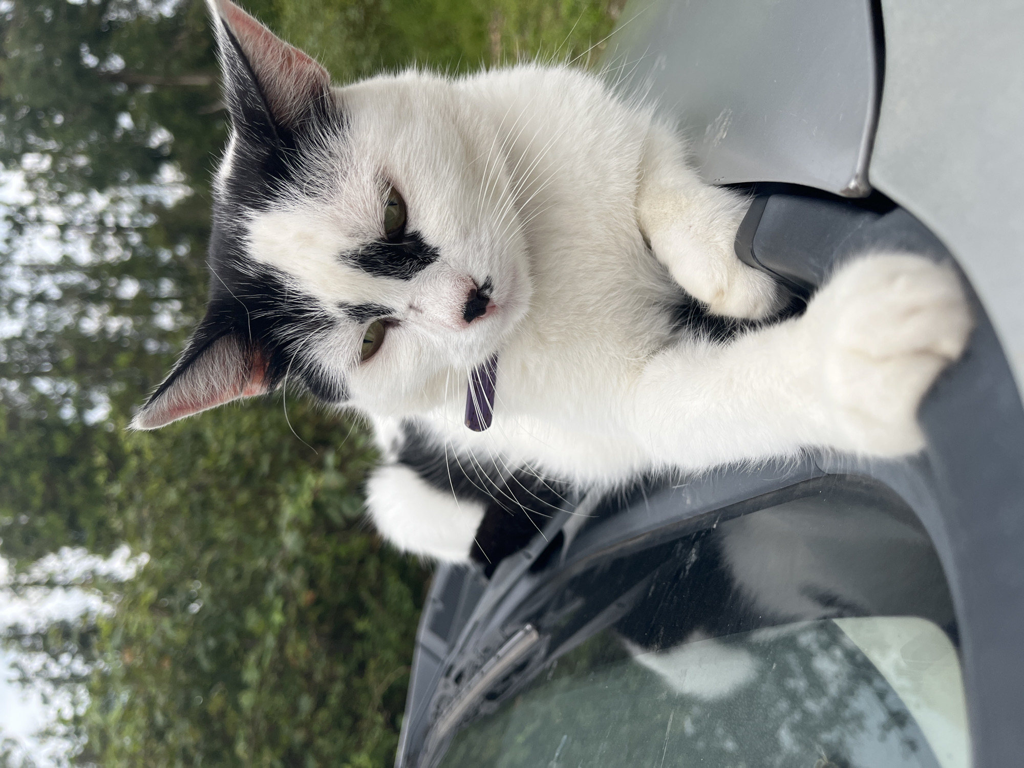 A black and white cat with green eyes is lying on the hood of a car. The cat is wearing a purple collar. The car is parked outdoors with trees and foliage in the background. The scene appears to be in Ureki, Georgia, a coastal city known for its beaches and magnetic sand. The lighting suggests it is daytime, possibly overcast given the diffused light.