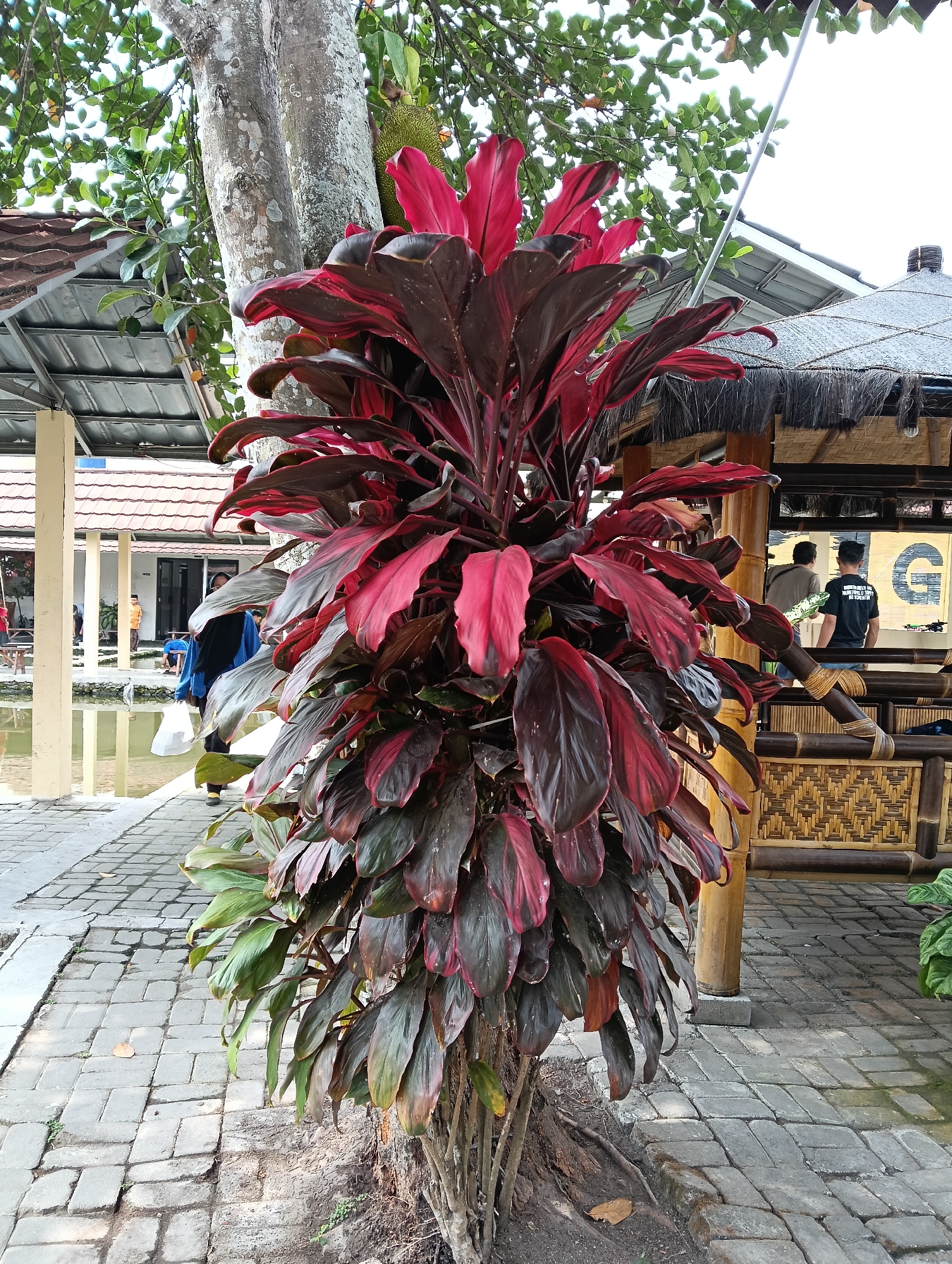 The image depicts an outdoor scene in Ngrajek, Indonesia, featuring a large decorative plant with striking red and green leaves prominently positioned in the foreground, centered around a tree trunk. In the background, several elements suggest a public or recreational area. To the left, a building with a tiled roof and white pillars is visible, with a body of water, possibly a pond, adjacent to a paved walkway. Several individuals are present near the building and the water, one walking with a white bag. To the right, a bamboo structure with a thatched roof is situated, and two men are standing inside, appearing to be engaged in conversation or activity. The ground is paved with interlocking bricks. The overall environment suggests a well-maintained outdoor space with a mix of natural and man-made elements.