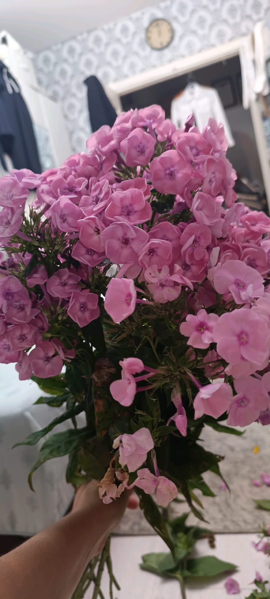 A person's hand is holding a bouquet of pink phlox flowers. The flowers are densely packed and are the main subject of the image. In the background, a wall with a patterned wallpaper is visible, and a clock is hanging on the wall. There are also glimpses of clothing hanging on a rack and a doorway leading to another room. The scene appears to be indoors, likely in a residential setting.