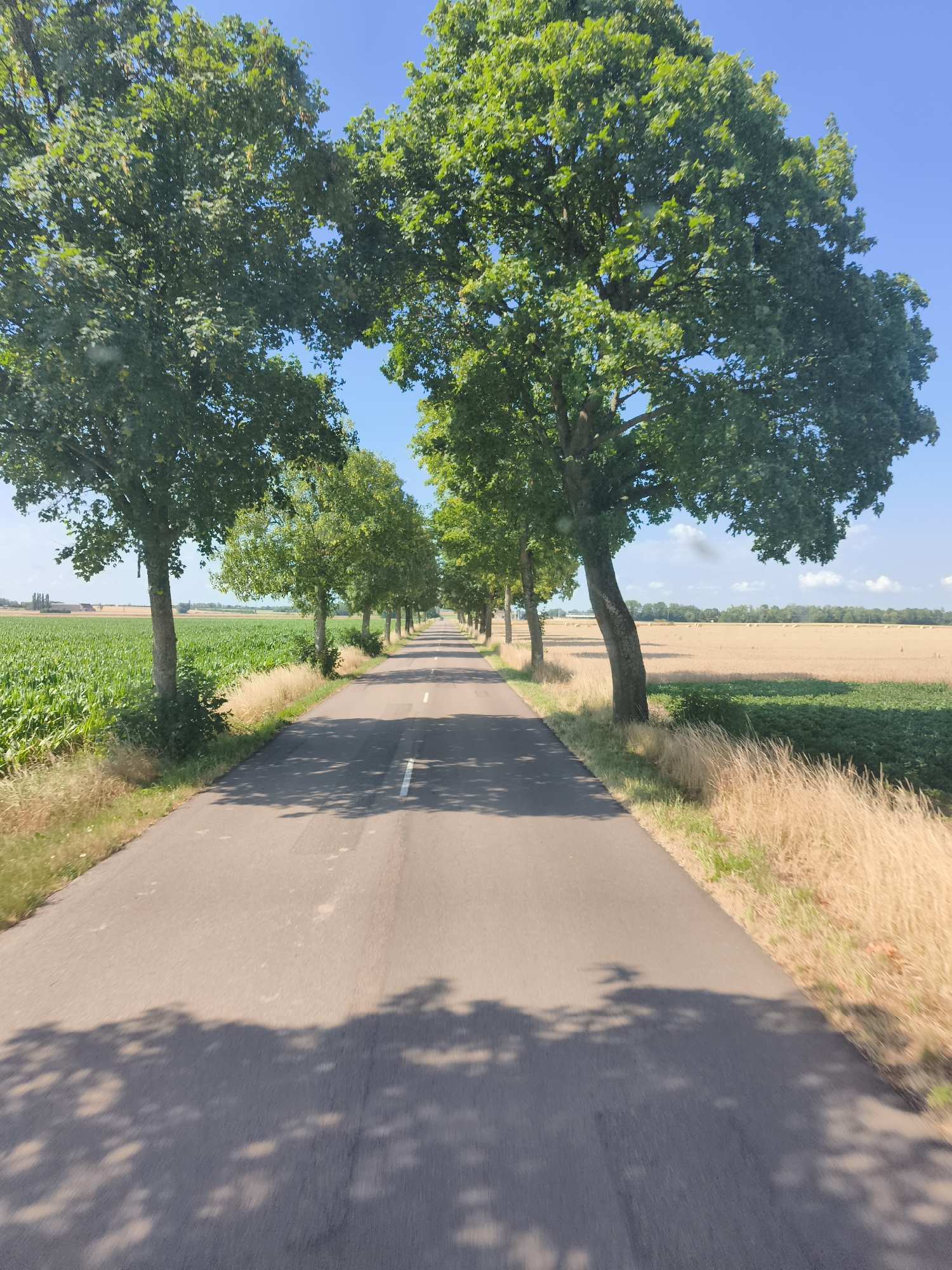 The image shows a paved road in Trugny, France, lined with trees on either side. The road stretches into the distance, with a cornfield on the left and a field of dry grass and some green vegetation on the right. The sky is clear and blue. The perspective suggests the photo was taken from a vehicle traveling along the road, as evidenced by the shadows of trees cast on the road surface. There are no people or animals visible in the image.