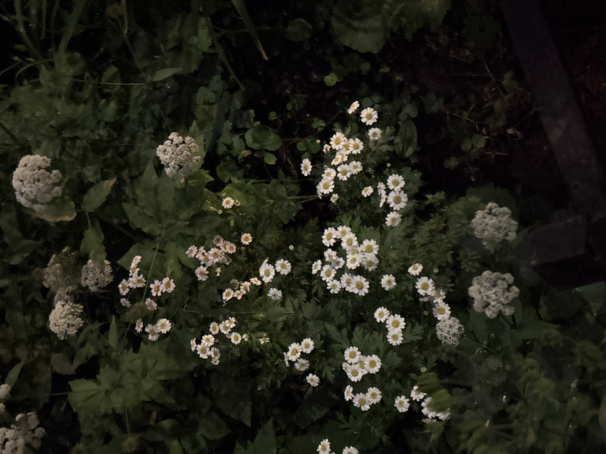 A top-down medium shot captures a cluster of white, daisy-like flowers with yellow centers, surrounded by lush green foliage in what appears to be a garden setting. The flowers are in various stages of bloom, with some fully open and others appearing as buds. The lighting is dim, suggesting it may be dusk or nighttime, casting shadows that obscure some of the finer details of the plants and the ground beneath them. The background is a dark, out-of-focus expanse of greenery, with hints of darker soil or mulch visible towards the bottom right. There is a dark, horizontal element in the lower right corner that could be a wooden edge or a bench. The image does not contain any people or discernible evidence of human activity beyond the presence of cultivated plants. Based on the current information, the specific location within Krasnogorsk, Russia cannot be determined from the visual data alone.