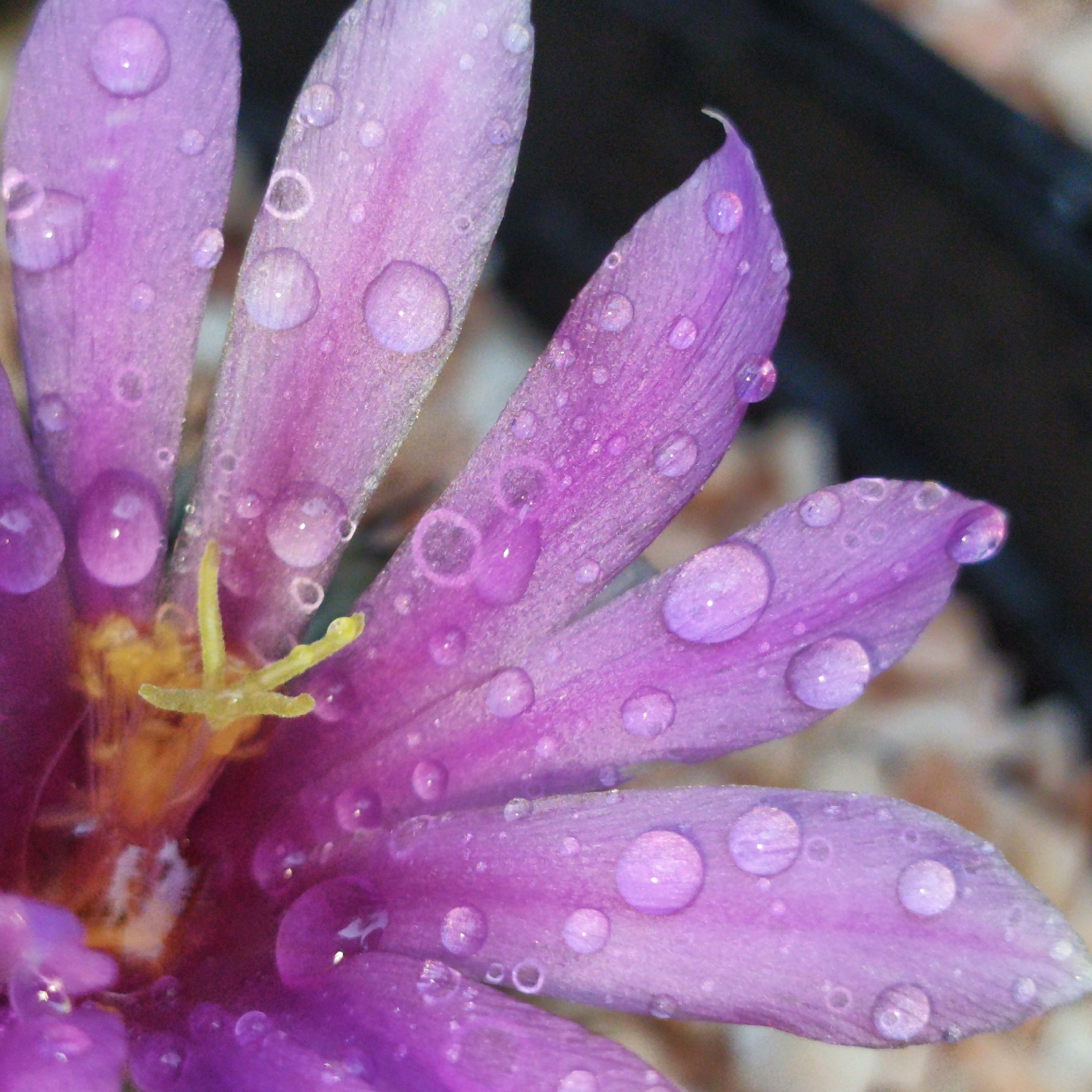 A close-up photograph reveals a vibrant purple flower, likely a type of crocus, adorned with numerous water droplets clinging to its petals. The flower's petals are arranged in a radial pattern, and its center displays a yellow stamen. The background is a mix of light and dark tones, suggesting a natural setting. The scene does not immediately suggest a location in Bangkok, Thailand, as the image lacks distinctive landmarks or cultural elements.