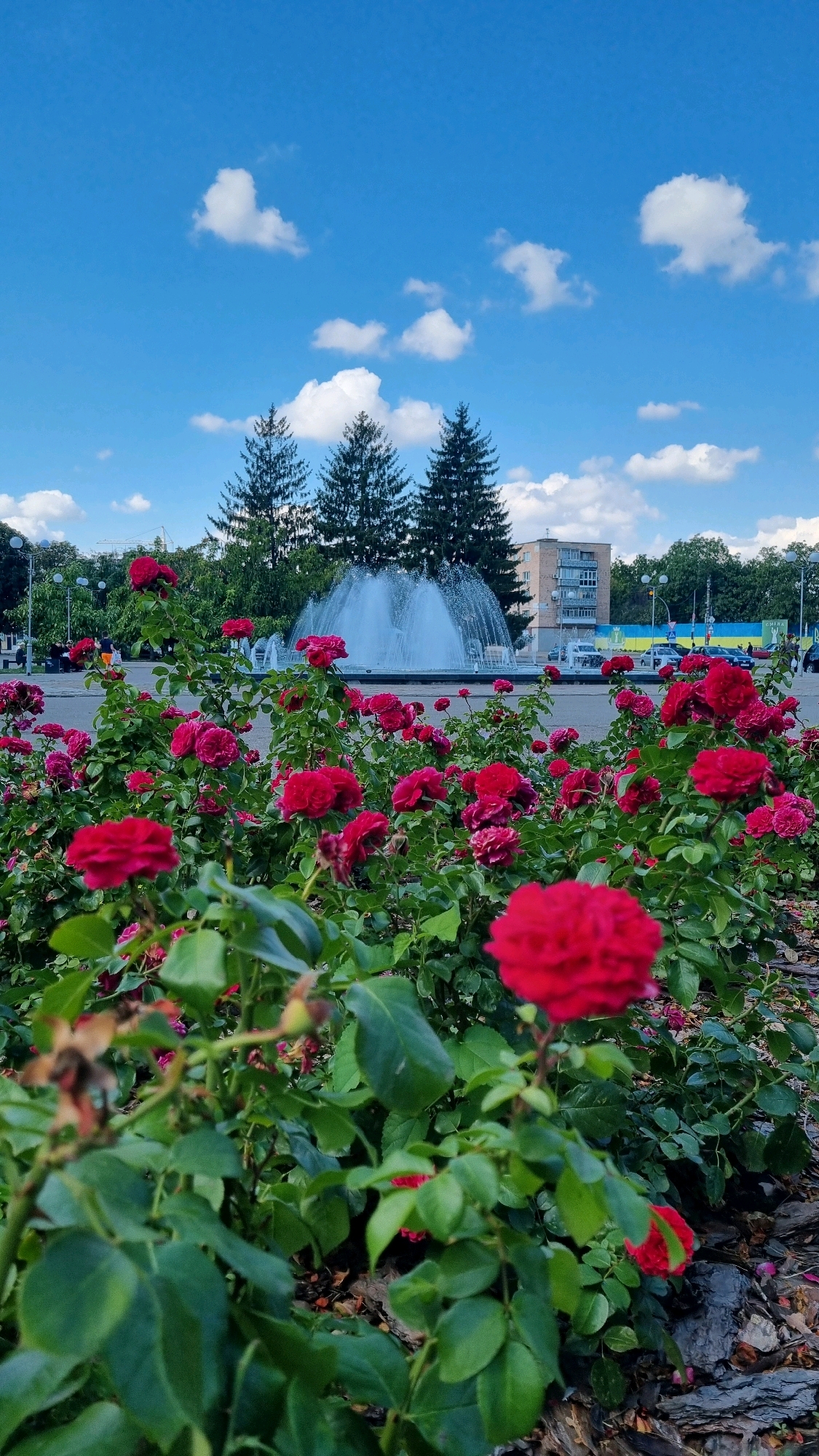 In Smila, Ukraine, a vibrant red rose bush dominates the foreground, with lush green leaves and deep crimson blooms. Beyond the roses, a large fountain sprays water upwards, creating a misty arc. In the background, several tall evergreen trees stand against a bright blue sky dotted with fluffy white clouds. A multi-story building, likely an apartment complex, is visible behind the fountain, and cars can be seen on a road in the distance. The scene appears to be a public park or a town square, a serene urban landscape on a sunny day.