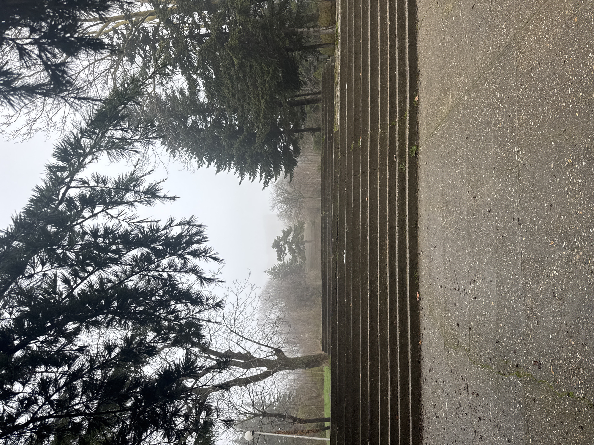 The image shows an outdoor scene on a foggy day. The right side of the frame contains concrete stairs with a rough surface and regularly spaced grooves or ridges. The left side features tree branches with dark foliage. In the background, visible through the fog, are other trees with bare or lightly foliaged branches. The ground beneath the trees appears to be covered with grass. The image might be depicting stairs leading to a park or elevated area within Varna, Bulgaria, given the presence of coastal city park-like vegetation and concrete elements.