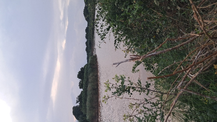 This image captures a natural environment in Walu, Kenya. The scene primarily features a body of water, likely a river or large creek, flowing through an area of dense vegetation under an overcast sky. The water surface appears murky and light brown, suggesting sediment content. Lush, dark green foliage, consisting of trees, bushes, and possibly reeds, lines both banks of the water, extending into the background. A bend in the waterway is visible towards the left side of the frame. In the immediate foreground, a dense cluster of dry, broken branches and various green shrubs partially obscures the view of the water. The sky is largely covered by light grey clouds, with a brighter, subtle light visible near the horizon, indicating either dawn or dusk. No human individuals, animals, or man-made structures are discernible within the frame.