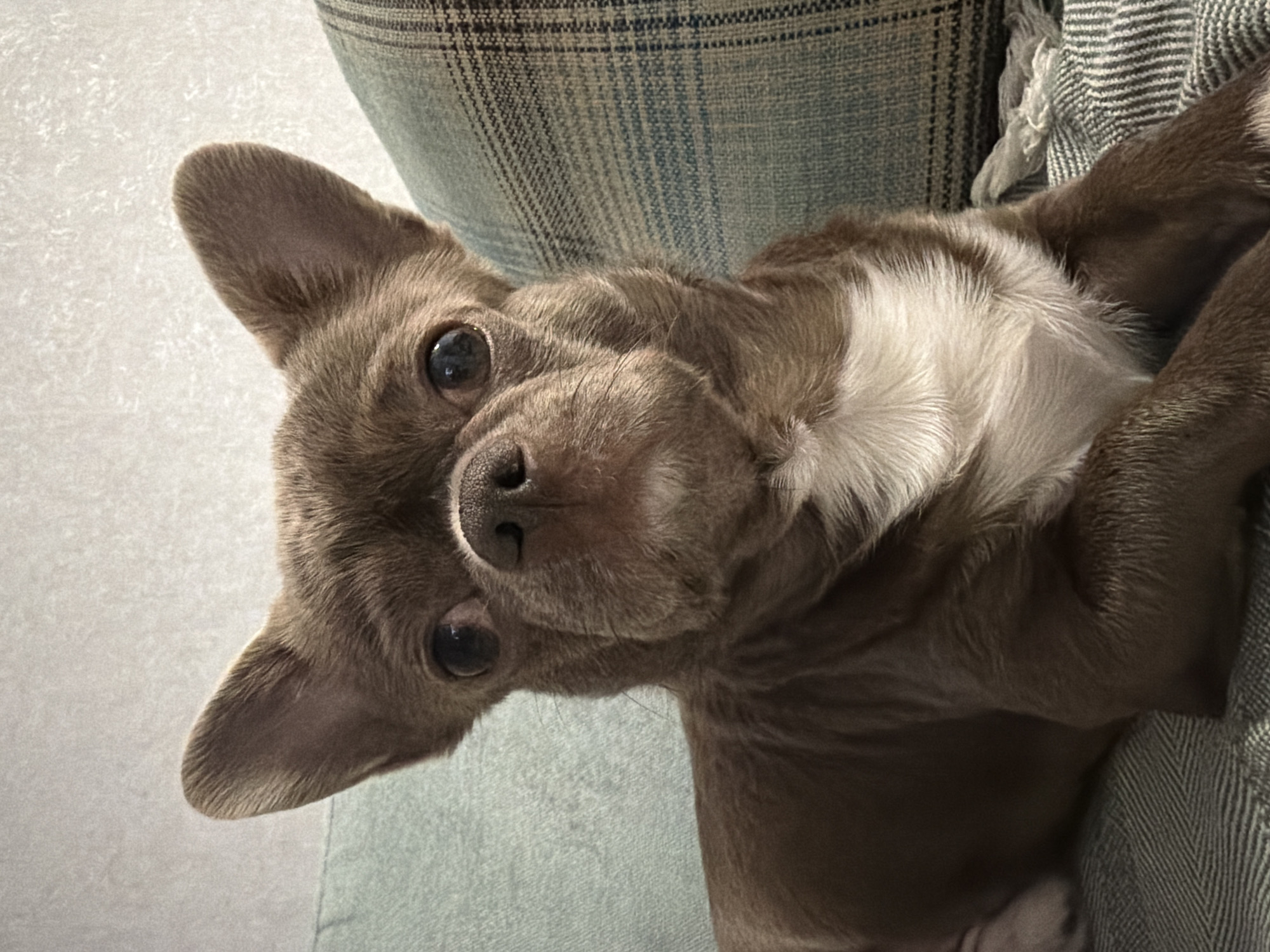 A close-up, slightly tilted, indoor shot shows a brown Chihuahua-like dog with white markings on its chest. The dog is looking directly at the camera with its large, dark eyes. The dog is resting on a textured, light-blue and grey patterned fabric, possibly part of a couch or chair. The background includes a light-colored wall. There is no information in the image suggesting a location in Votkinsk, Russia.