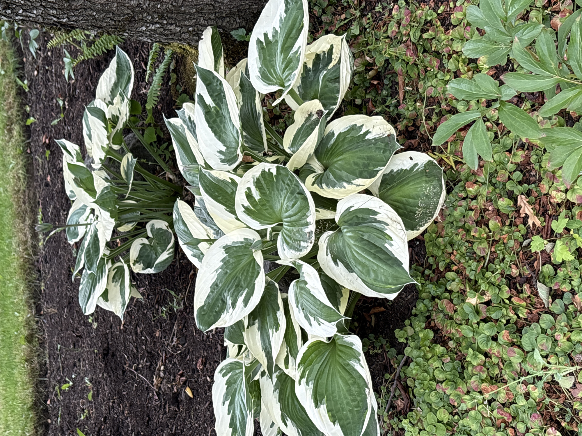 In Beaverton, Oregon, USA, this medium shot captures a garden bed bordered by a tree trunk on the right. The foreground is dominated by two hosta plants with variegated green and white leaves. The hosta in the front is larger and closer to the viewer, its leaves spread out and some pointing upwards. Behind it, a second hosta plant of similar appearance is visible. The plants are situated in dark soil. A ground cover of small, round green leaves, some with reddish-brown tinges, fills the space between the hostas and extends towards the lower edge of the frame. A few dried leaves and twigs are scattered among the ground cover. The background shows more dark soil and a strip of green grass. The scene appears to be an outdoor garden, likely in a residential or park setting, during the daytime with natural lighting.