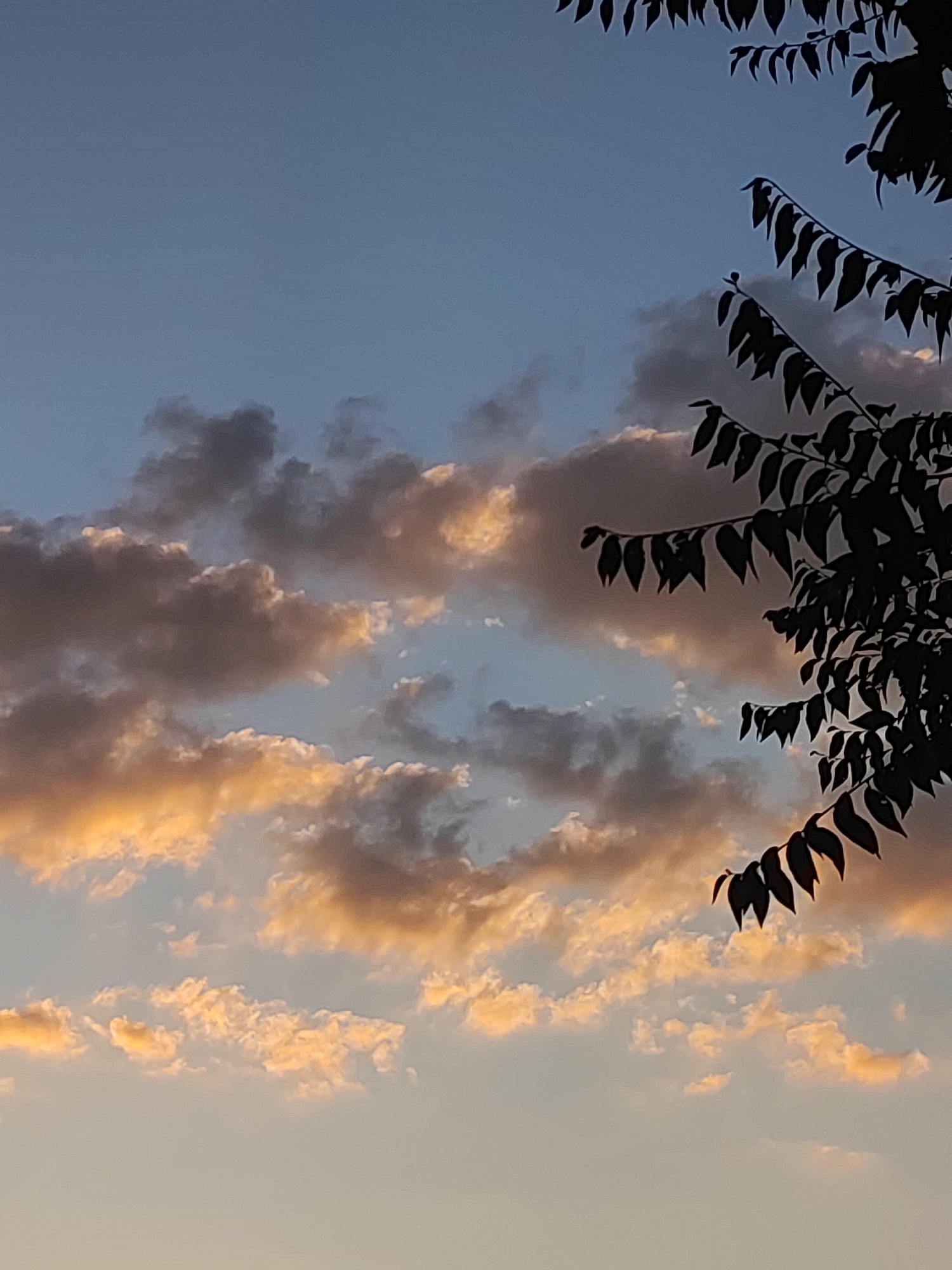 The image captures a cloudy sky at dusk with the silhouettes of tree branches in the foreground. The clouds are illuminated with warm, golden hues, indicating the setting sun. The sky transitions from a pale blue at the top to a lighter shade near the horizon. The location is the city of Villarejo de Fuentes, Spain. There are no people or discernable objects other than the natural elements described. The scene is static, with no actions or interactions taking place.