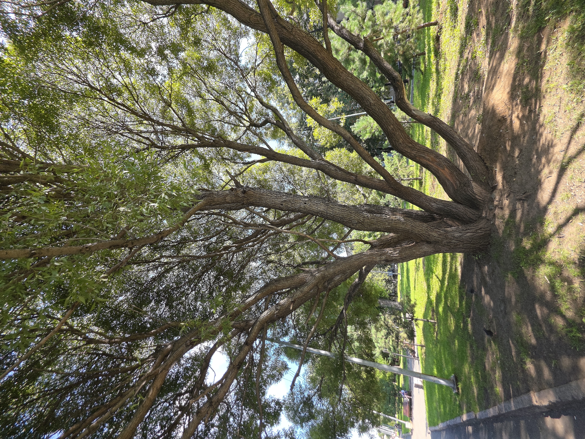The image depicts a large, mature tree with a thick trunk and numerous spreading branches in a park setting. The tree has a dense canopy of green leaves, filtering the sunlight and casting shadows on the ground. The park features a paved walkway on the left side, bordered by a curb and then a grassy area with some bare soil patches around the tree's base. In the background, there are other trees, including evergreen species, and park benches are visible, with a person seated on one. The overall environment suggests a well-maintained urban park on a sunny day. The location is identified as being in the city of Chelyabinsk, Russia.