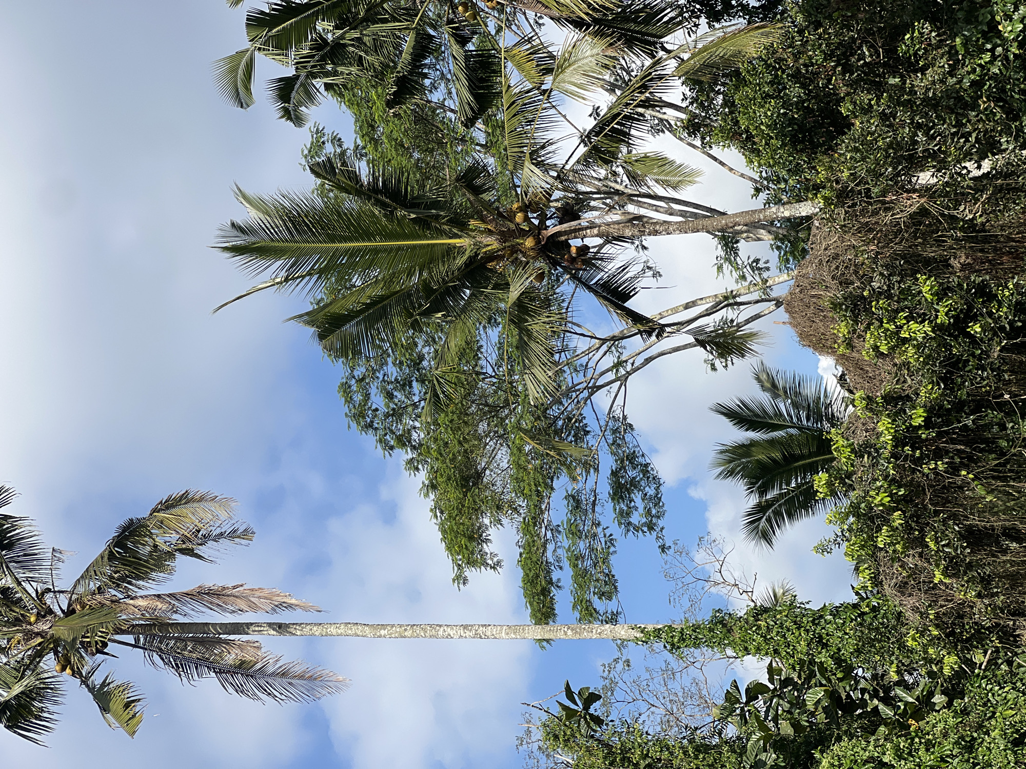 A tropical forest scene is depicted in Tampaksiring, Indonesia, under a partly cloudy blue sky. The foreground is dominated by lush, green foliage and dense vines, with some dry, tangled vegetation creating a textured layer. Several tall palm trees rise above this undergrowth. One of the palm trees, on the left, is notably slender and has ivy climbing its trunk. Another prominent palm tree in the center-right is laden with coconuts and its fronds are spread wide. Behind these, a canopy of diverse green trees creates a layered effect, with their branches reaching towards the sky. The overall impression is one of natural abundance and tropical growth.