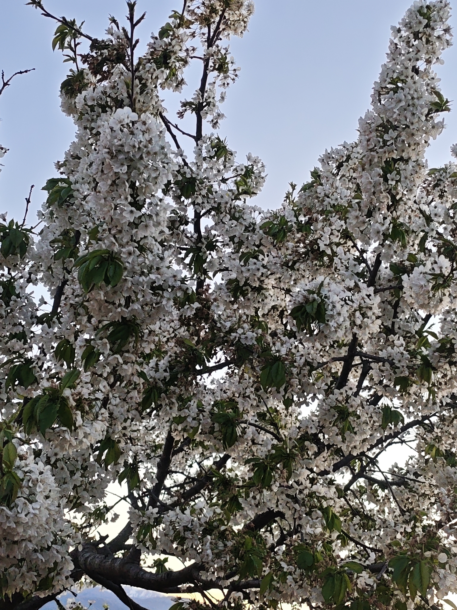 The image depicts a tree in full bloom with white flowers and green leaves, set against a light blue sky. The location is Unknown, Unknown. The tree's branches are visible amidst the dense foliage, and sunlight filters through the canopy. There are no people or specific objects visible beyond the tree and sky.