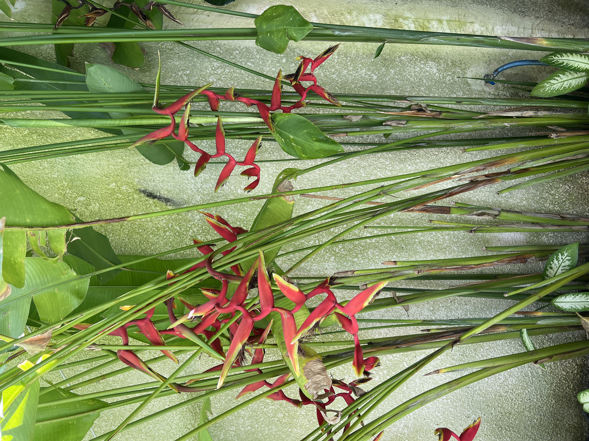 The image shows a collection of Heliconia psittacorum flowers and various green leaves arranged on a textured, light green surface. The flowers are primarily red and yellow. The leaves vary in shape and size. The location is Buduk, Indonesia.