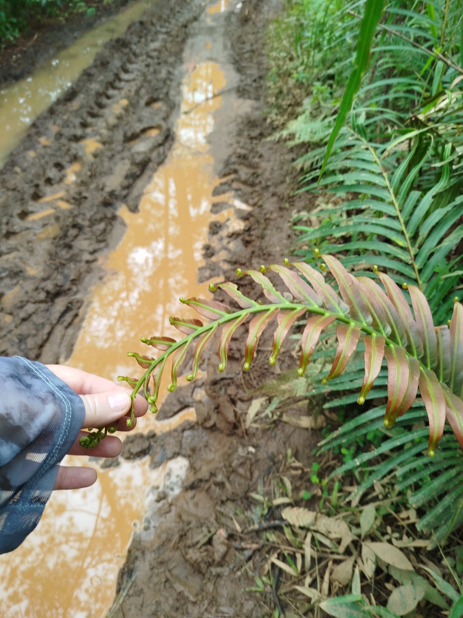A close-up, over-the-shoulder view shows a person's left hand, clad in a blue and gray patterned sleeve, holding a reddish-green fern frond. The frond has a delicate, unfurling curl at the tip of each leaflet. In the background, a muddy, tire-tracked path meanders through lush green foliage. Puddles of murky water reflect the surrounding vegetation and sky. The scene appears to be a natural, outdoor setting, possibly a forest or unpaved road in the Lam Vien area of Da Lat, Vietnam, indicated by the presence of ferns and the characteristic muddy track.