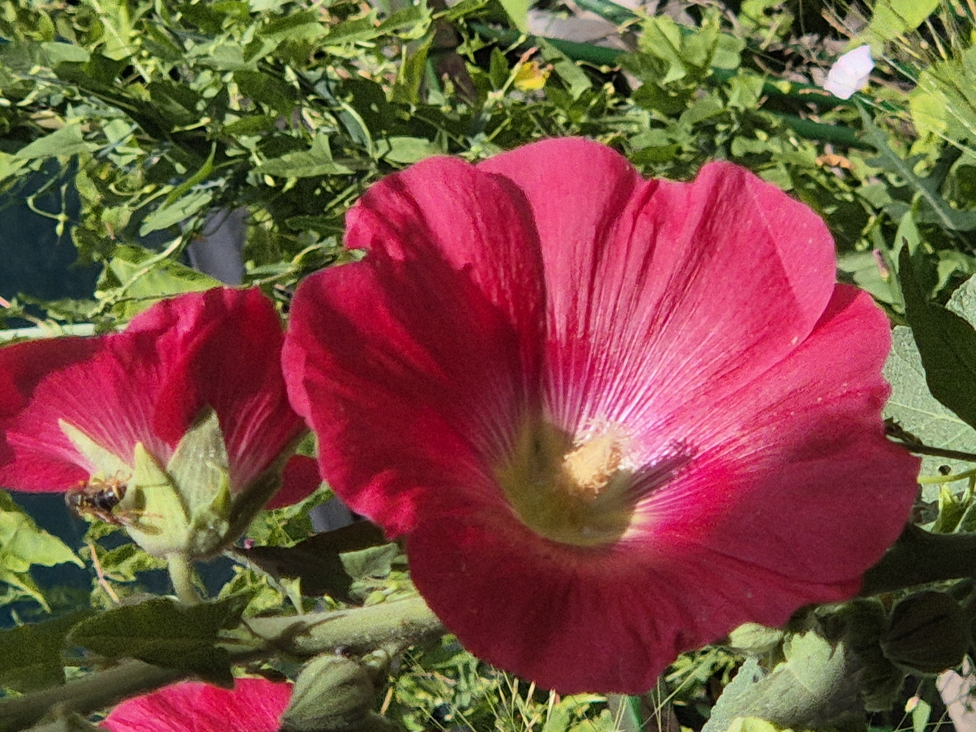 In the city of Kokshetau, Kazakhstan, a close-up, slightly downward-angled shot captures a cluster of vibrant, deep pink hollyhock flowers. A single bee is perched on the sepal of a flower to the left of the foreground bloom, its body angled downwards, suggesting it is actively foraging. The foreground is dominated by a large, open hollyhock blossom, its petals a rich crimson with streaks of lighter pink radiating from the center. The center of this flower features a bright yellow stamen. Another partially visible hollyhock flower, in a similar shade of pink, is located to the upper left. Surrounding the flowers is abundant green foliage, creating a lush backdrop, with some areas appearing darker and out of focus, suggesting depth of field. The lighting indicates it is daytime, with sunlight highlighting the petals and creating subtle shadows. The overall scene is naturalistic and depicts a moment of pollination in a garden setting.