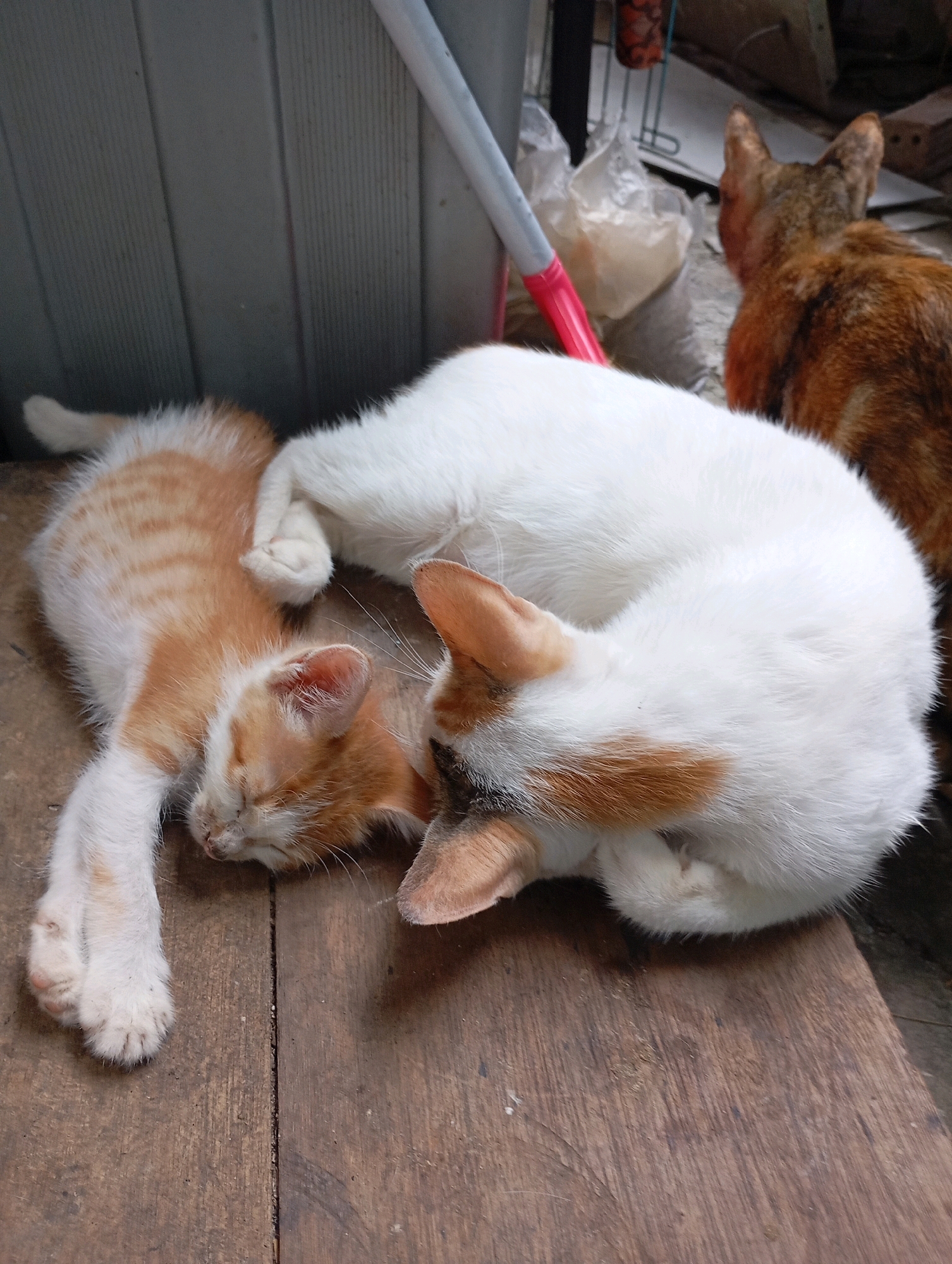 Three cats are resting on a wooden surface, likely outdoors, near a wall with vertical siding. In the foreground, a small orange and white kitten is sleeping on its side, with its front paws tucked beneath its head. To its right, a larger white and orange cat is curled up, with its head resting on the kitten's body. In the background, an orange and brown tabby cat is visible, facing away from the camera. The environment suggests a casual setting, possibly a backyard or alleyway in Balikpapan, Indonesia. There are some discarded plastic bags and a metal pole with a red handle nearby, hinting at a utilitarian or slightly unkempt area. The lighting is natural, indicating it is daytime.