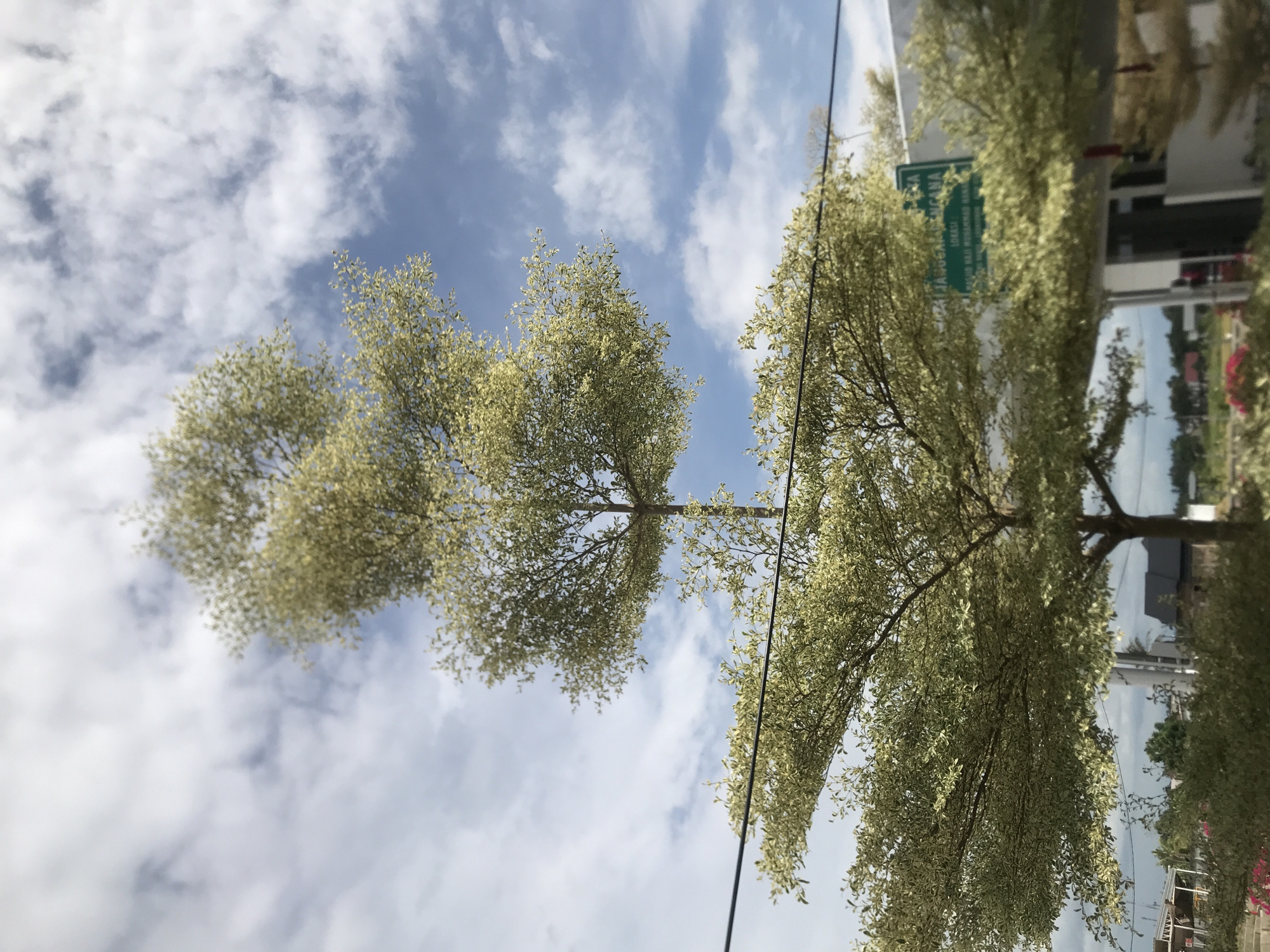 The image shows a view looking upwards at trees with light green and white leaves against a blue sky with white clouds. There's a building and a green sign in the background. Power lines cut across the view of the trees. The sign is an Indonesian language sign that says that this location is in "Meunasah Aluedrienlhoksukon Barat" which is a town in Indonesia.
